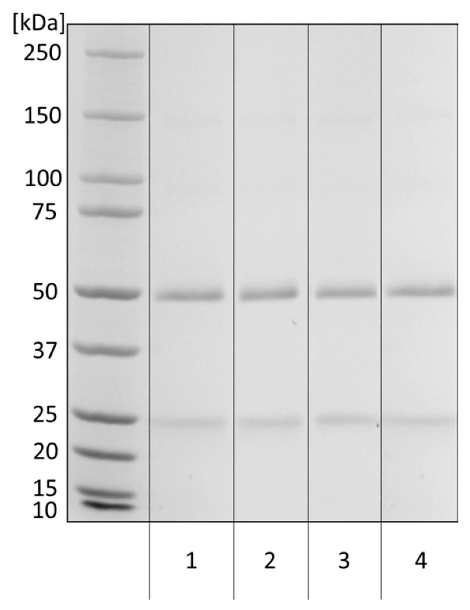 Biochem 01 00008 g002 Biochem 01 00008 g002