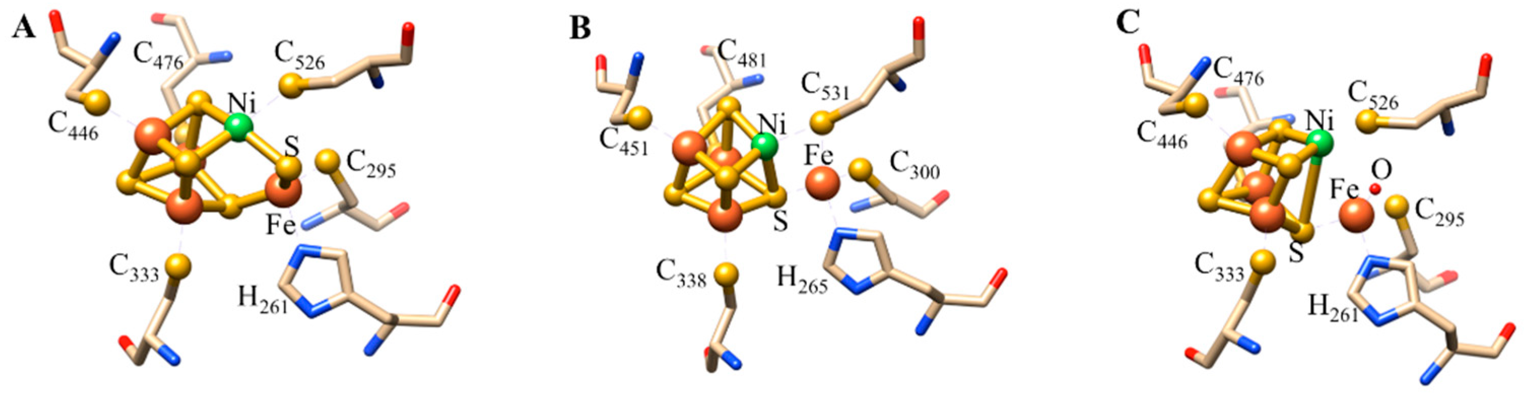 Biochem 02 00013 g004 Biochem 02 00013 g004