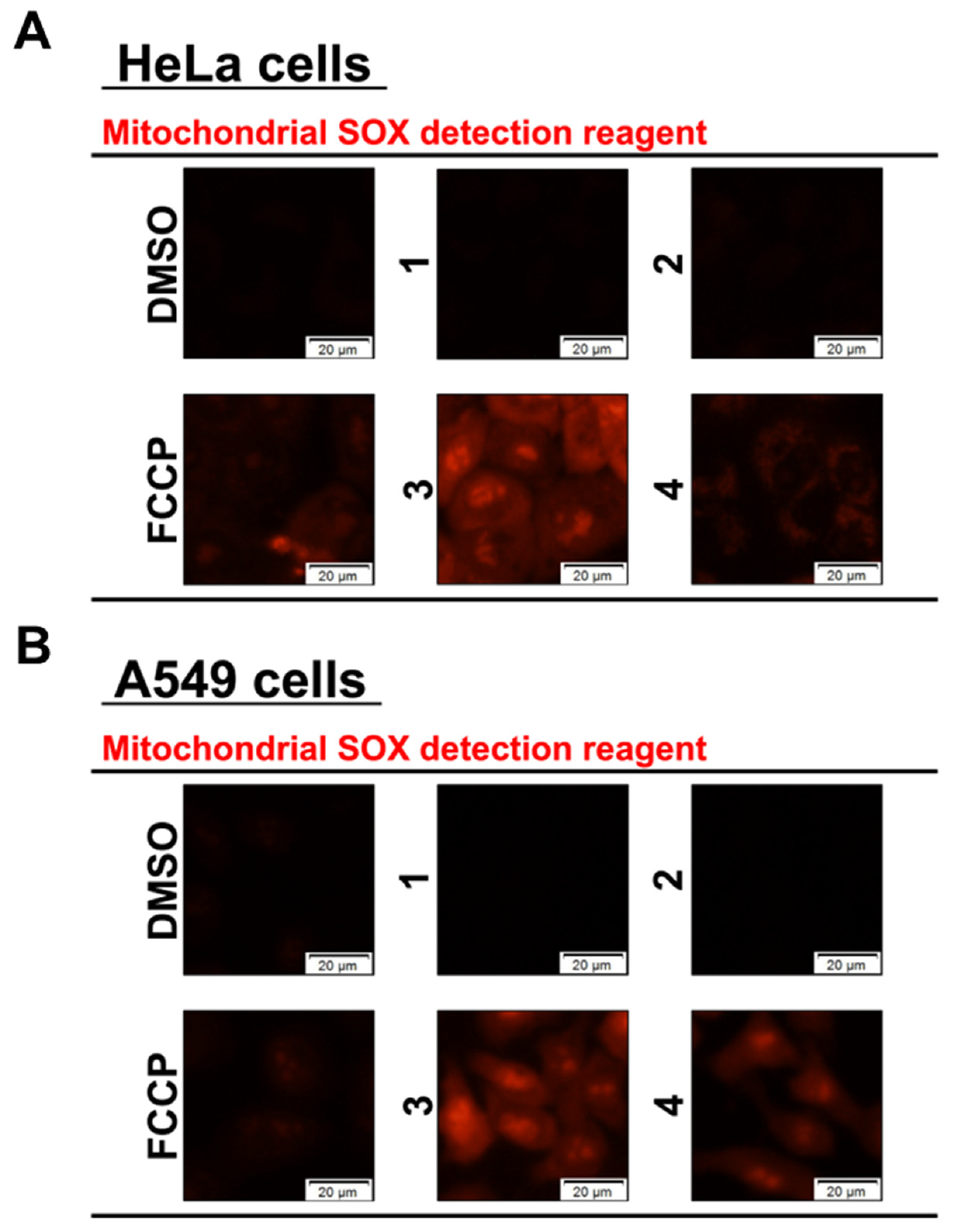 Biochem 03 00005 g004 Biochem 03 00005 g004