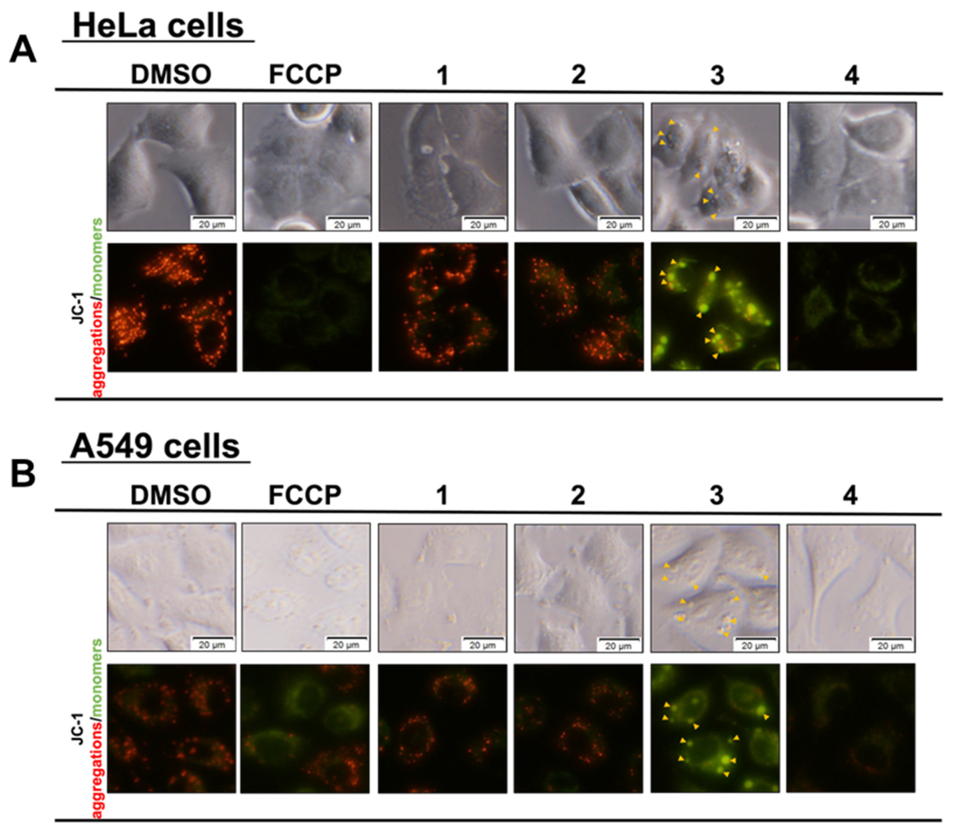 Biochem 03 00005 g005 Biochem 03 00005 g005