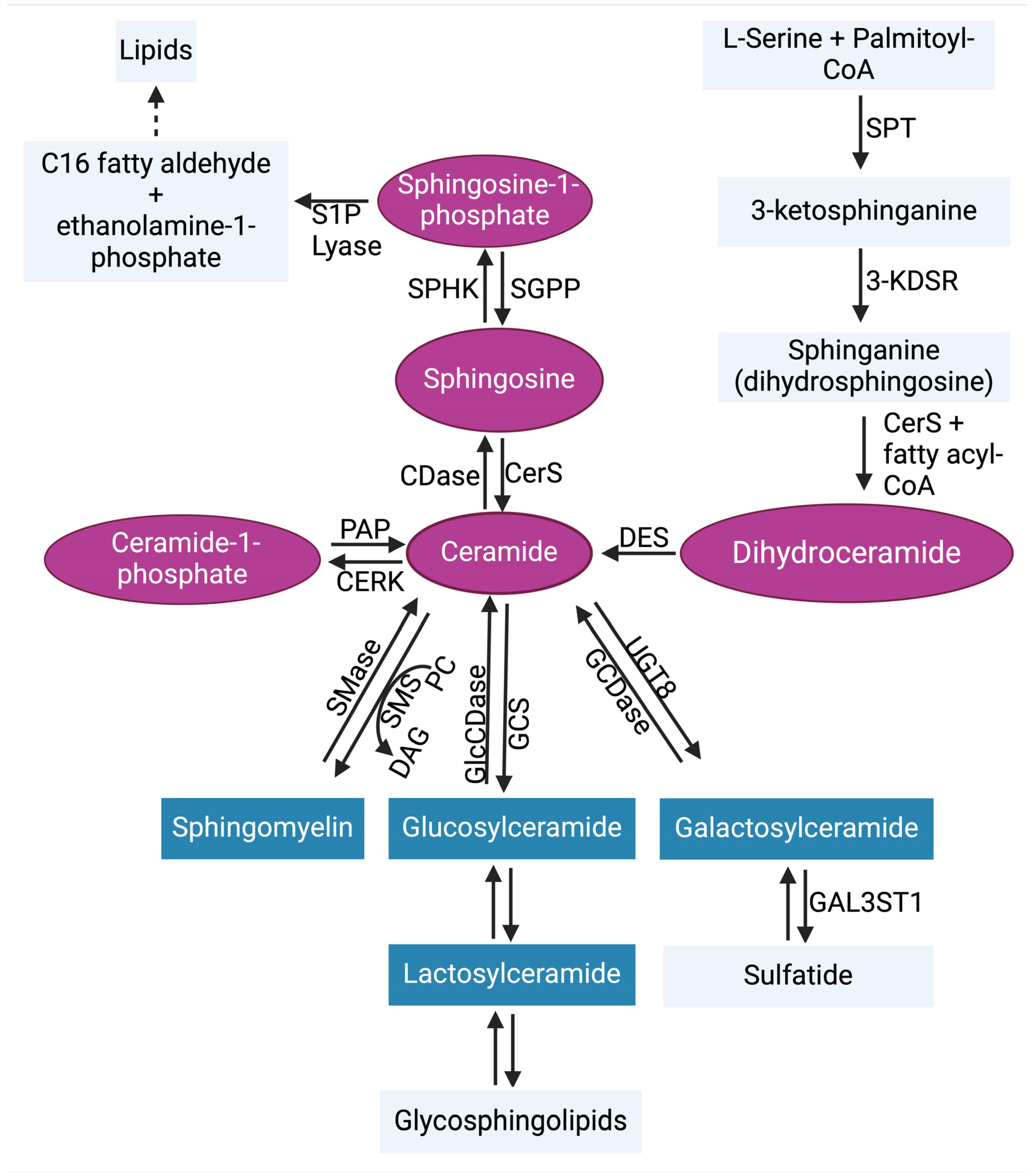 Biochem 04 00007 g002
