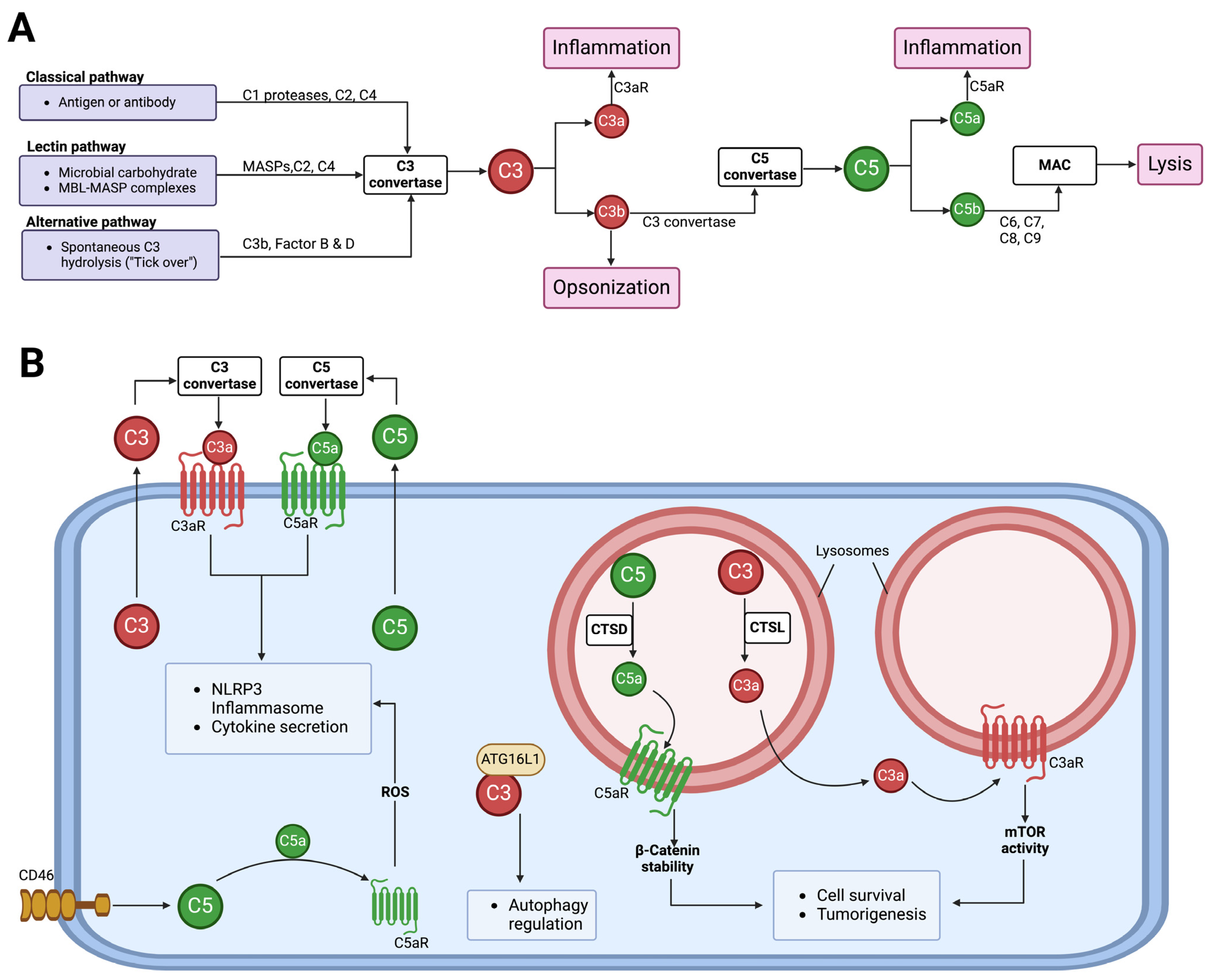 Biochem 04 00007 g003