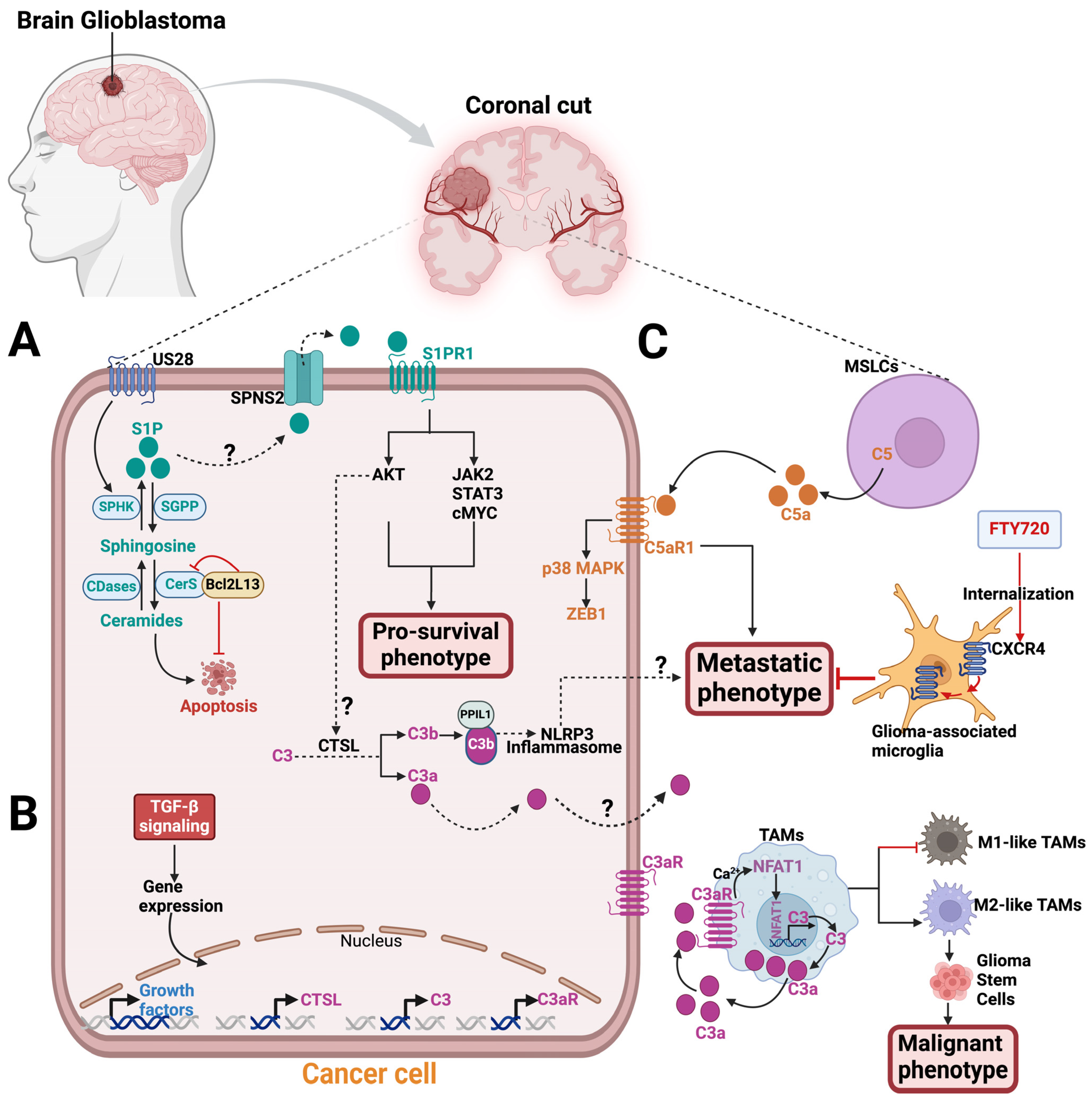 Biochem 04 00007 g004