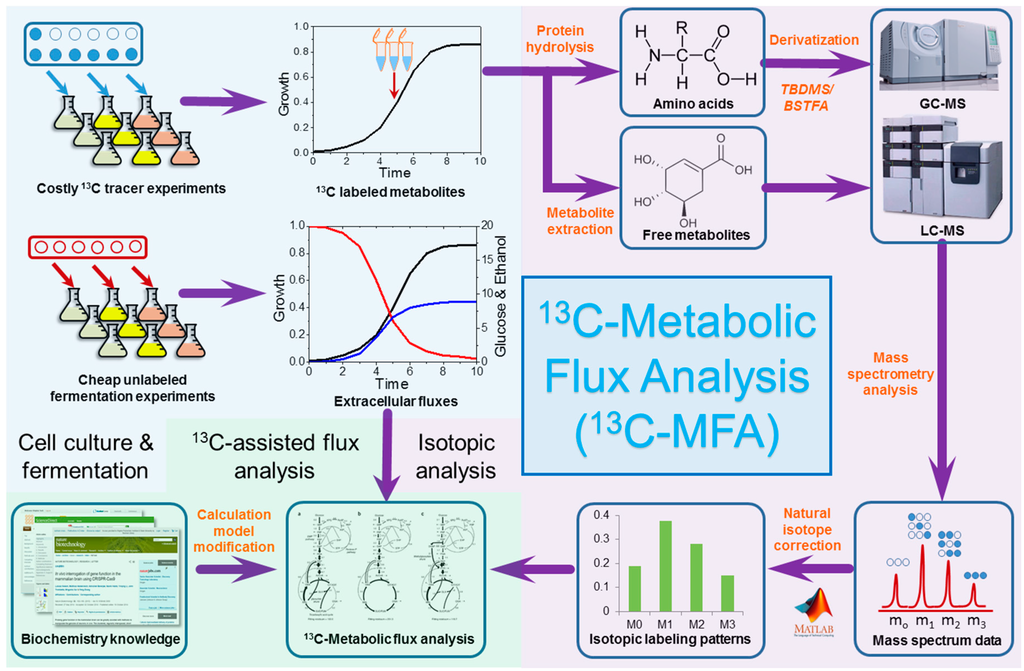 Bioengineering Free Full Text 13c Metabolic Flux Analysis An Accurate Approach To Demystify Microbial Metabolism For Biochemical Production Html