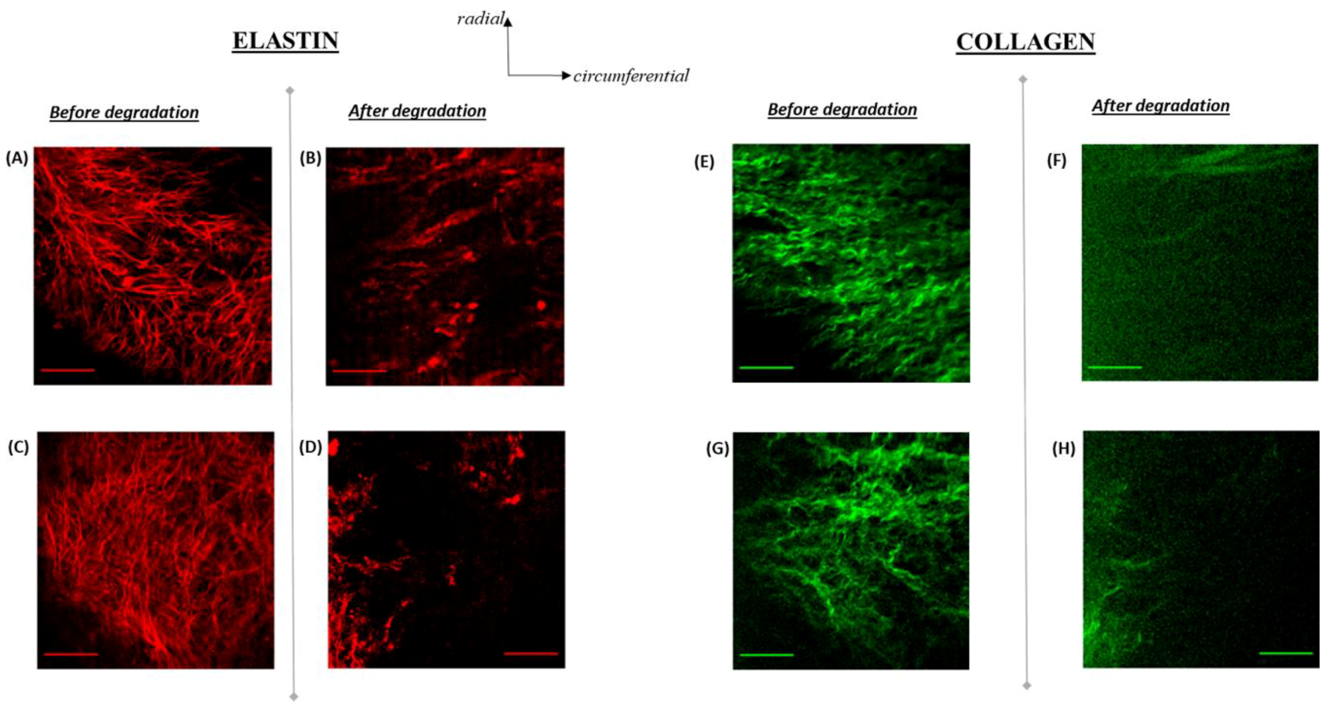 Bioengineering 06 00039 g004 Bioengineering 06 00039 g004