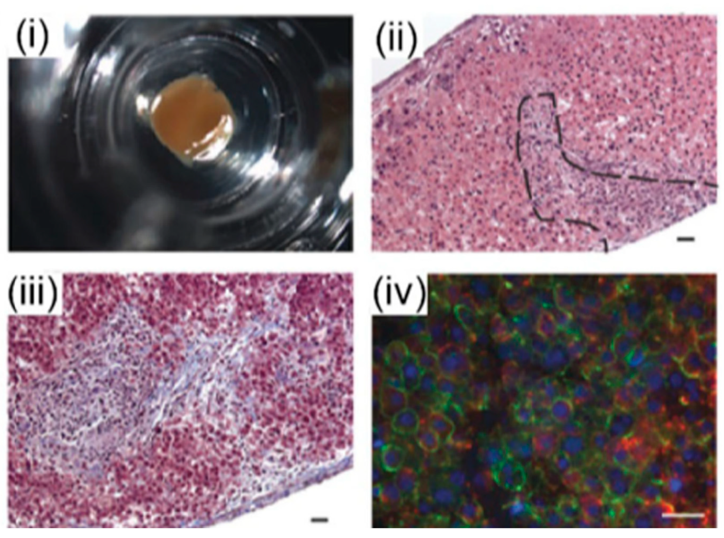 Bioengineering 06 00095 g006
