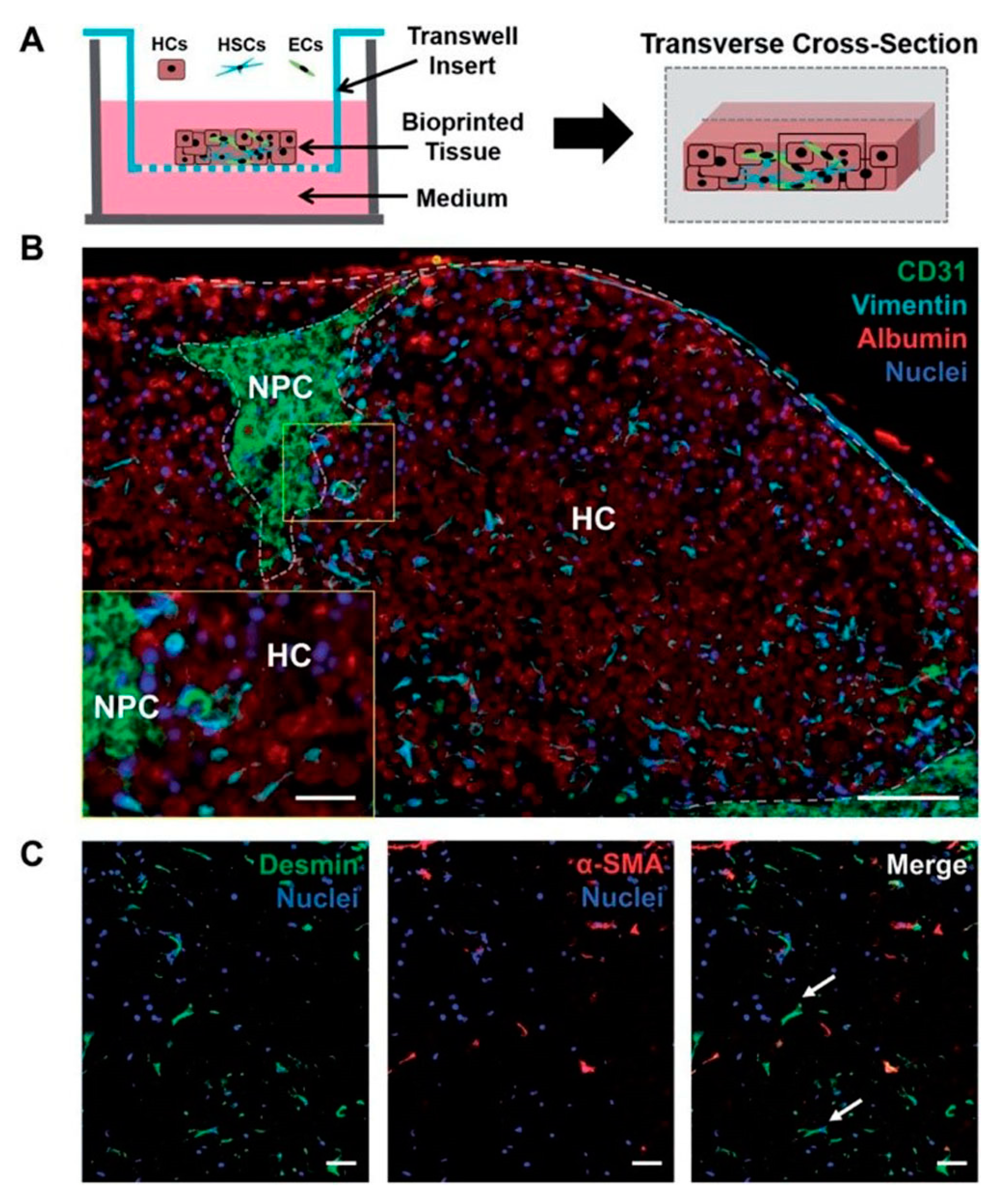 Bioengineering 06 00095 g009
