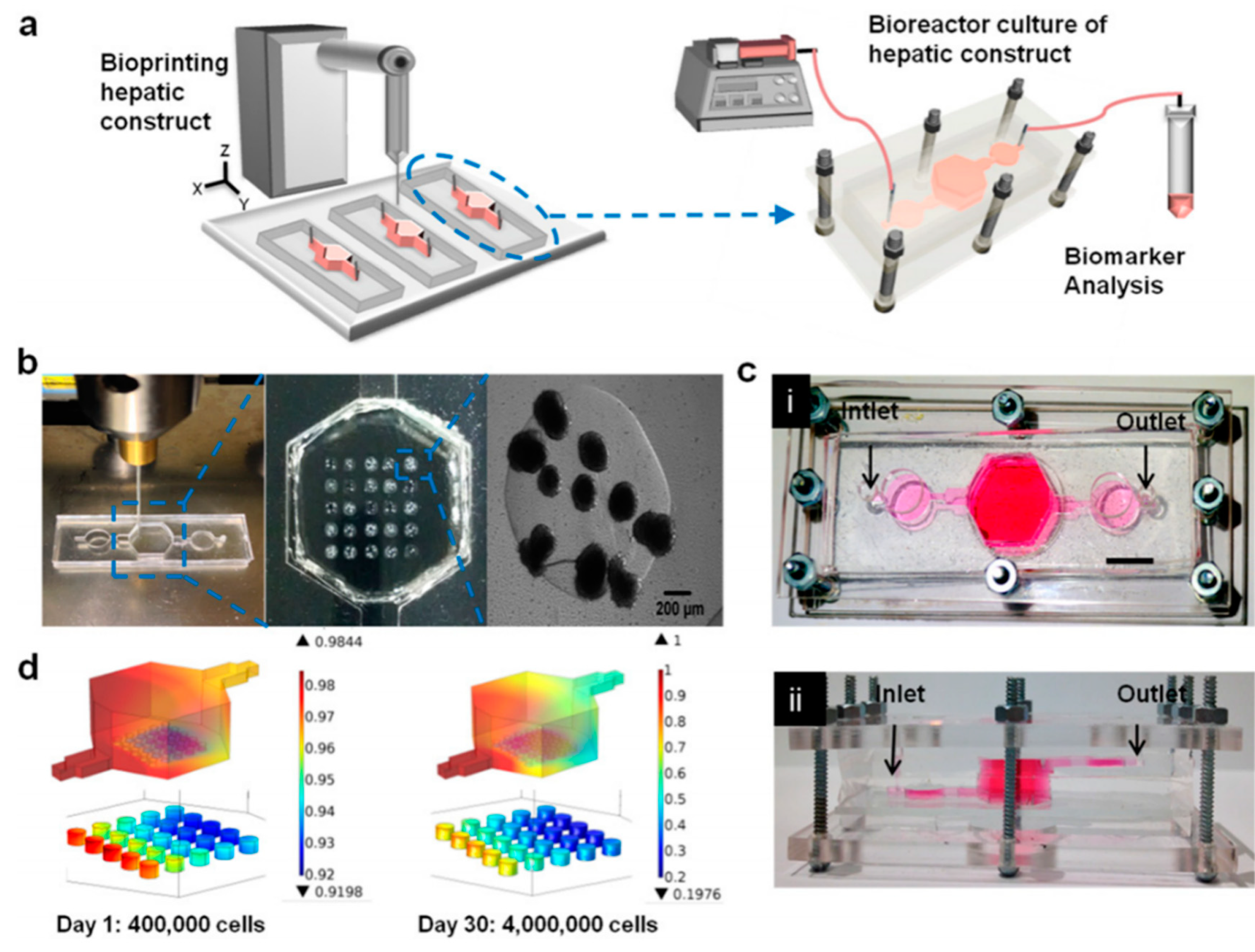 Bioengineering | Free Full-Text | Bioprinting for Liver Transplantation