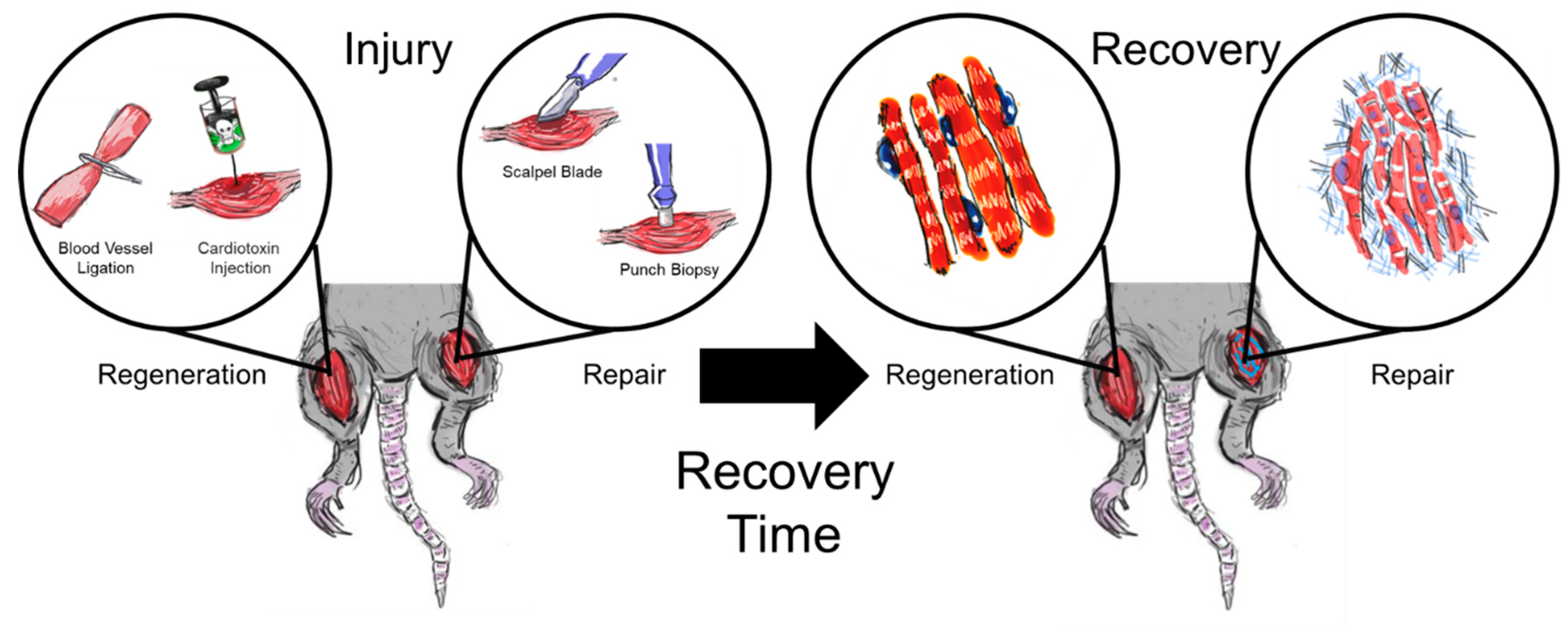 Recent Trends in Injury Models to Study Skeletal Muscle Regeneration ...