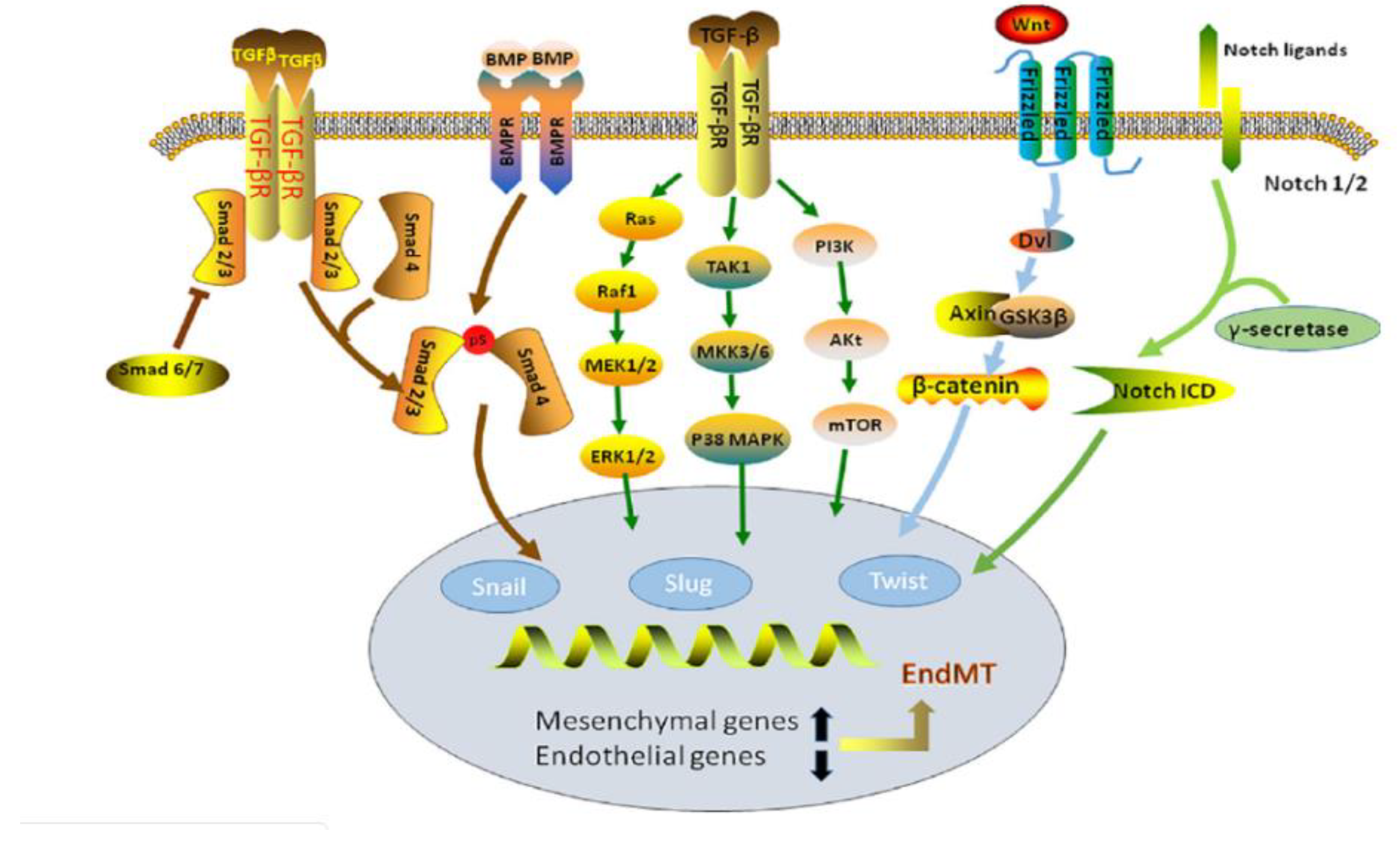 Bioengineering 07 00088 g010 Bioengineering 07 00088 g010