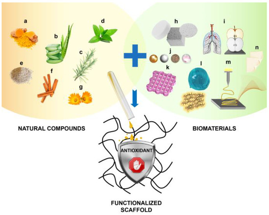 Bioengineering Free Full Text Repositioning Natural Antioxidants For Therapeutic Applications In Tissue Engineering Html
