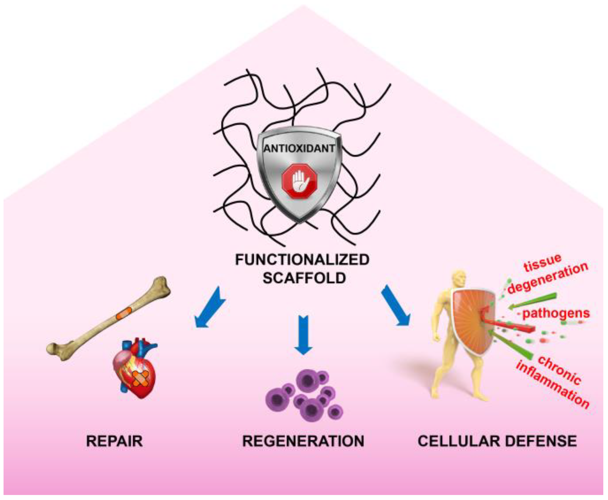 bioengineering free full text repositioning natural antioxidants for therapeutic applications in tissue engineering html