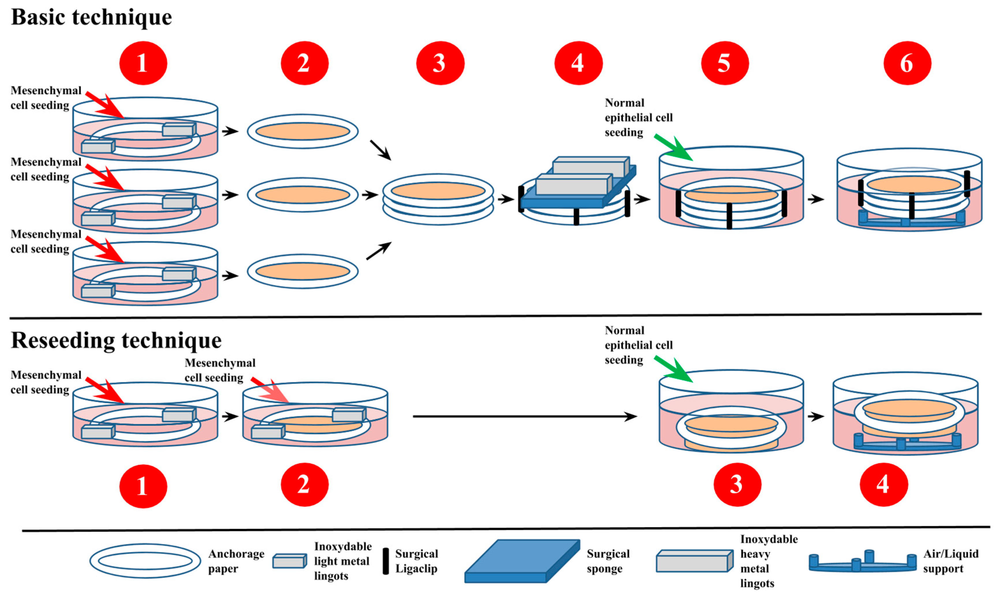 Bioengineering Free Full Text Innovative Human Three Dimensional Tissue Engineered Models As An Alternative To Animal Testing Html