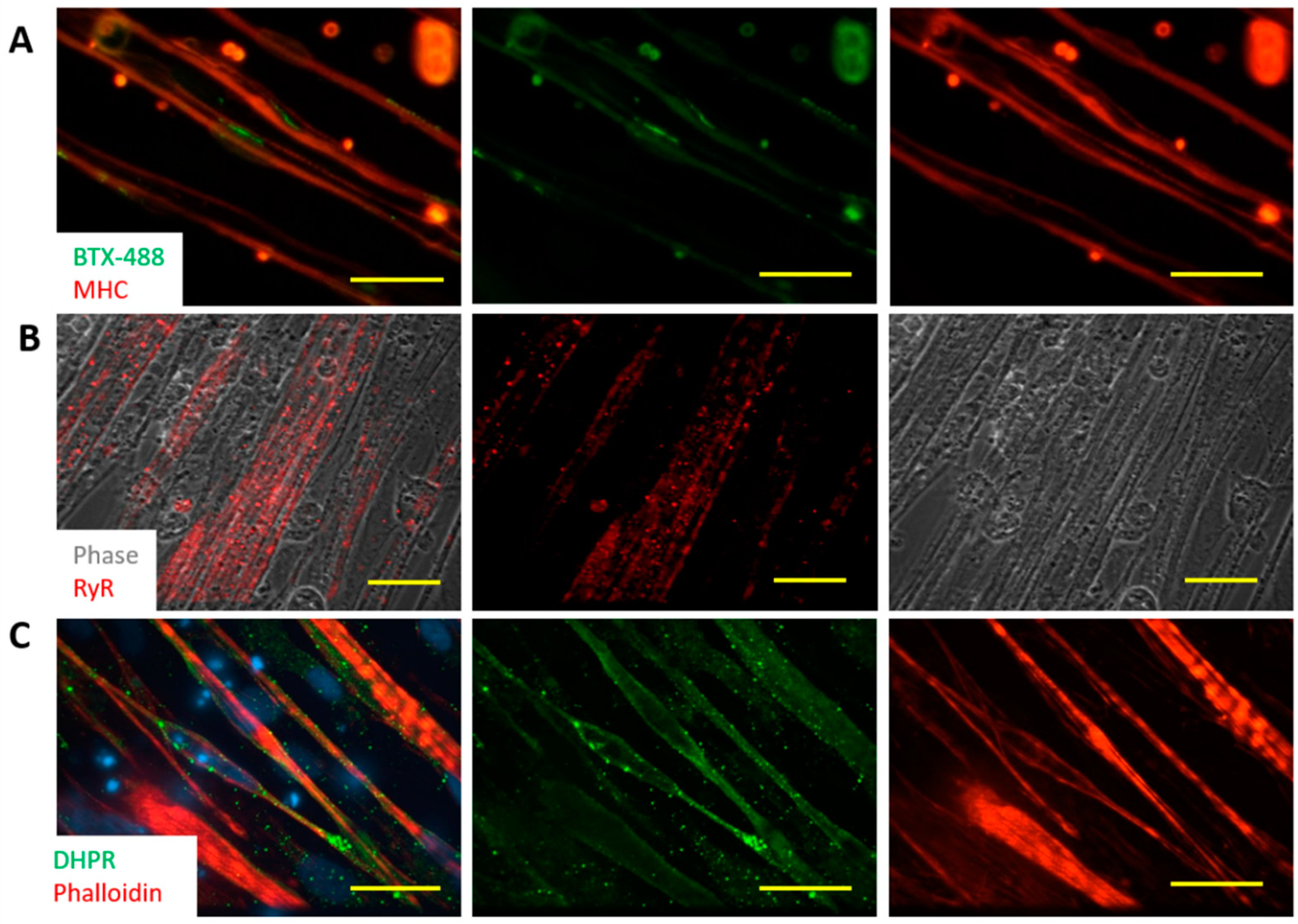 Bioengineering 07 00133 g004 Bioengineering 07 00133 g004