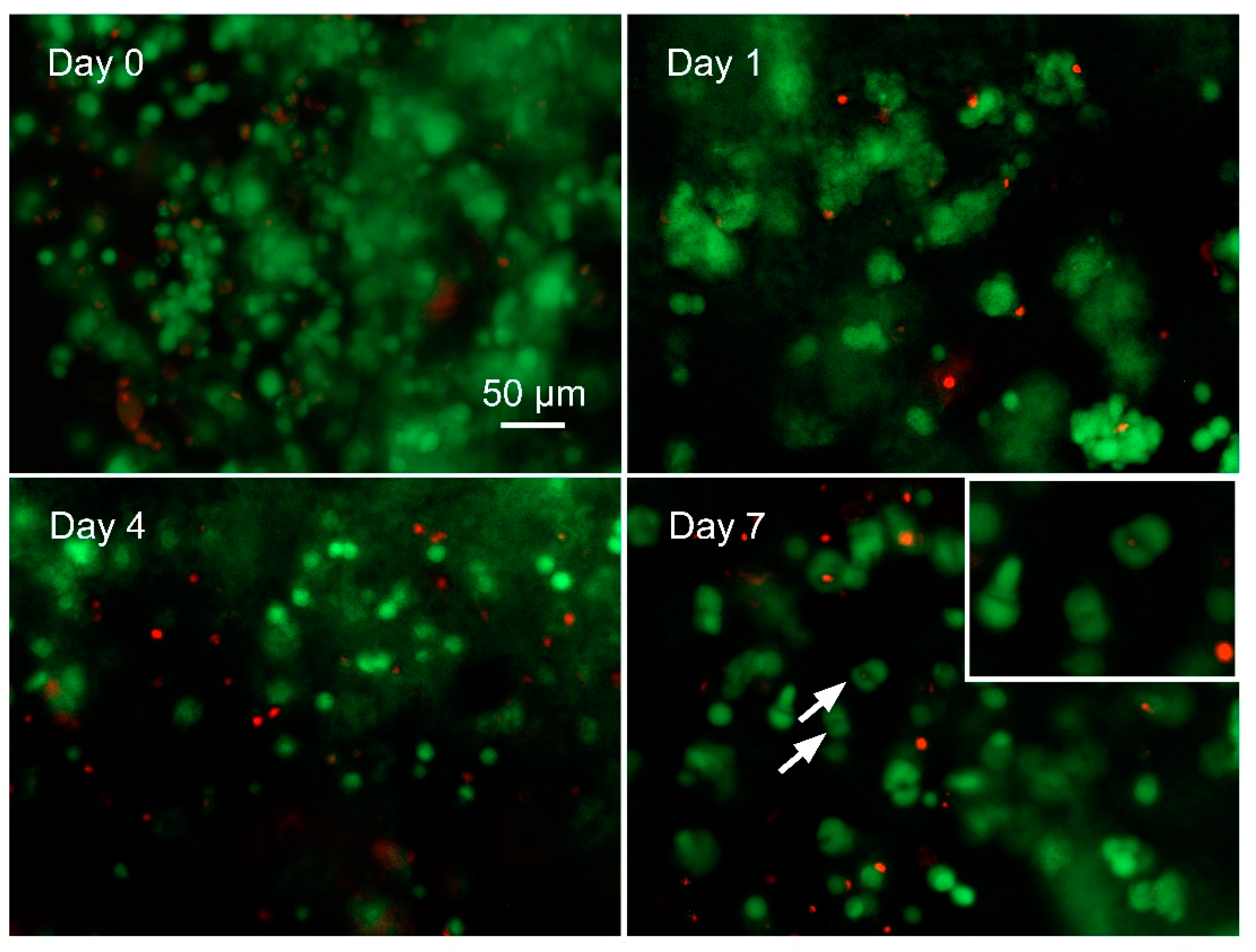 Bioengineering 07 00141 g005 Bioengineering 07 00141 g005