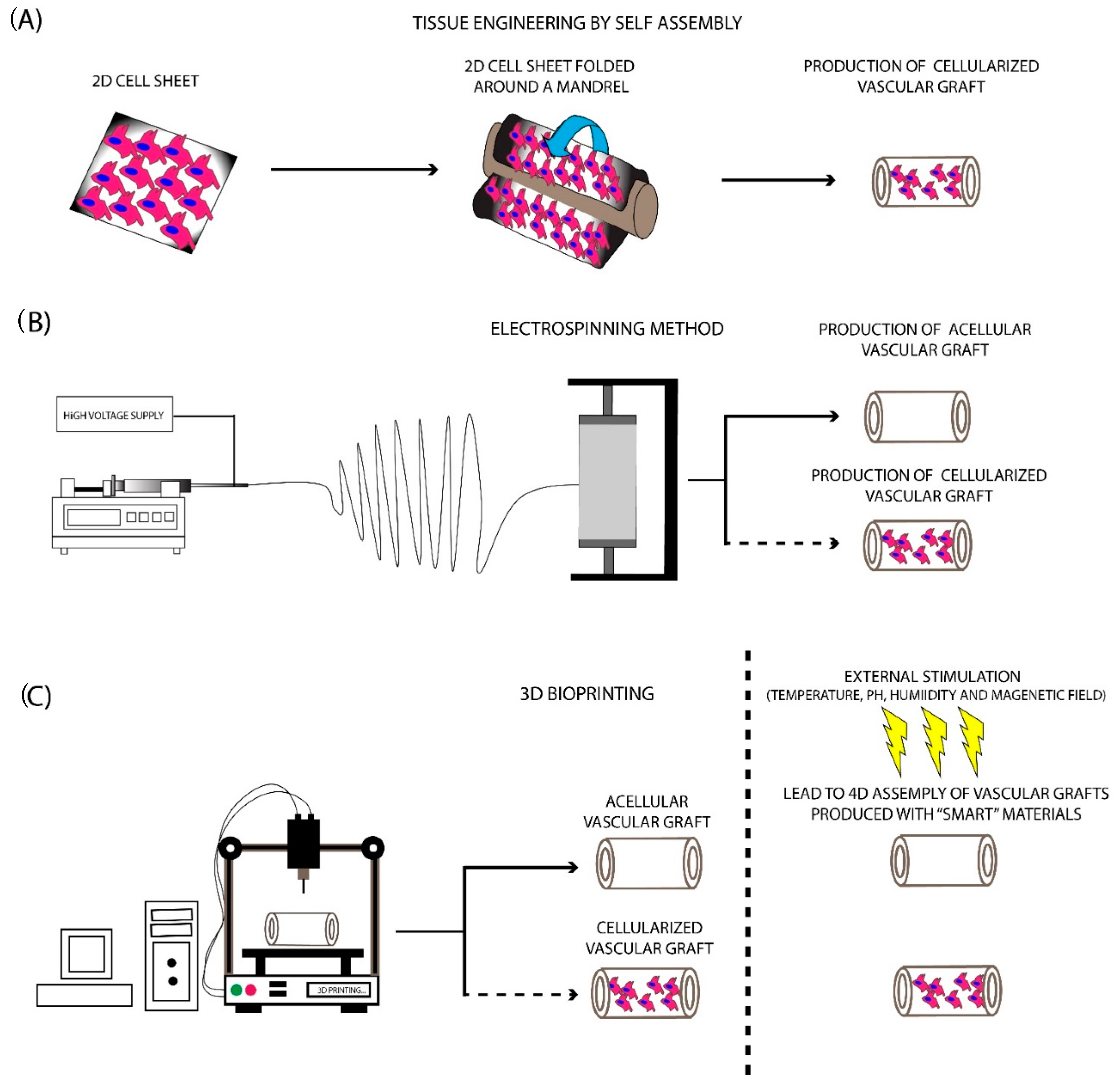 Bioengineering 07 00160 g003