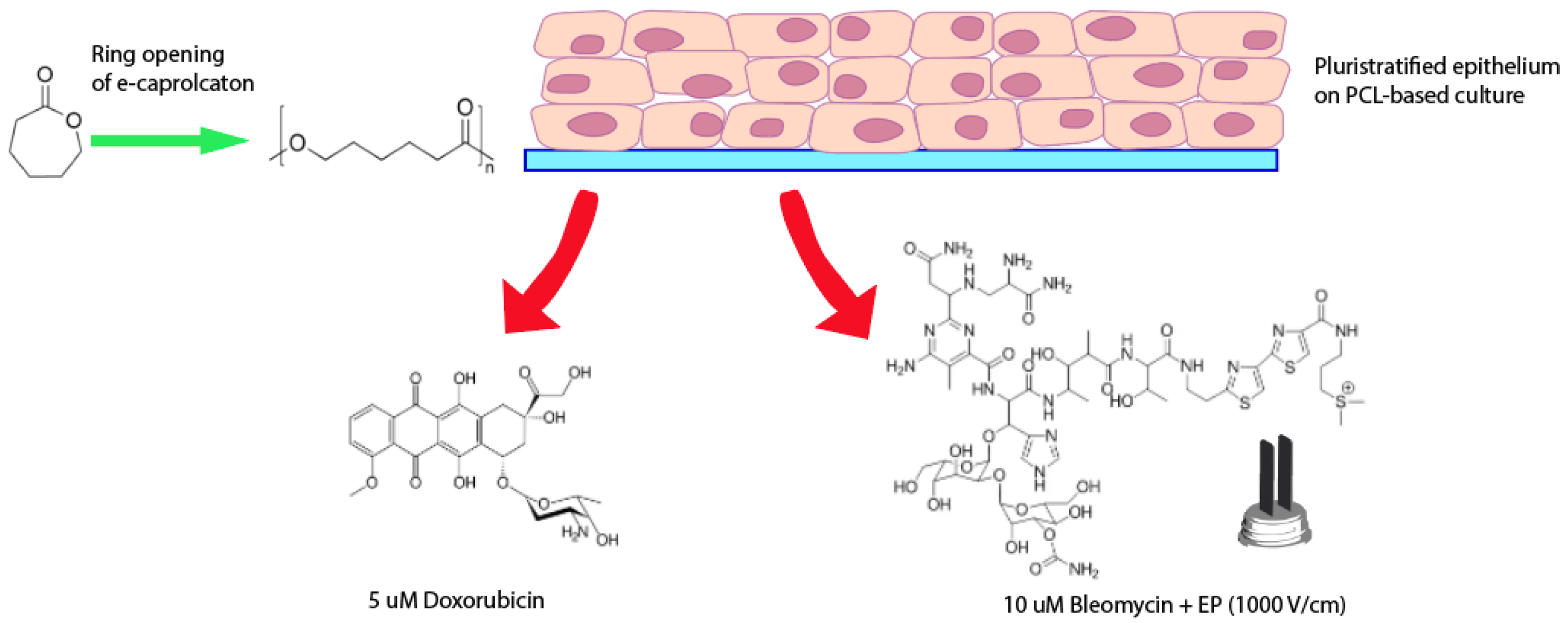 Bioengineering 08 00001 g001