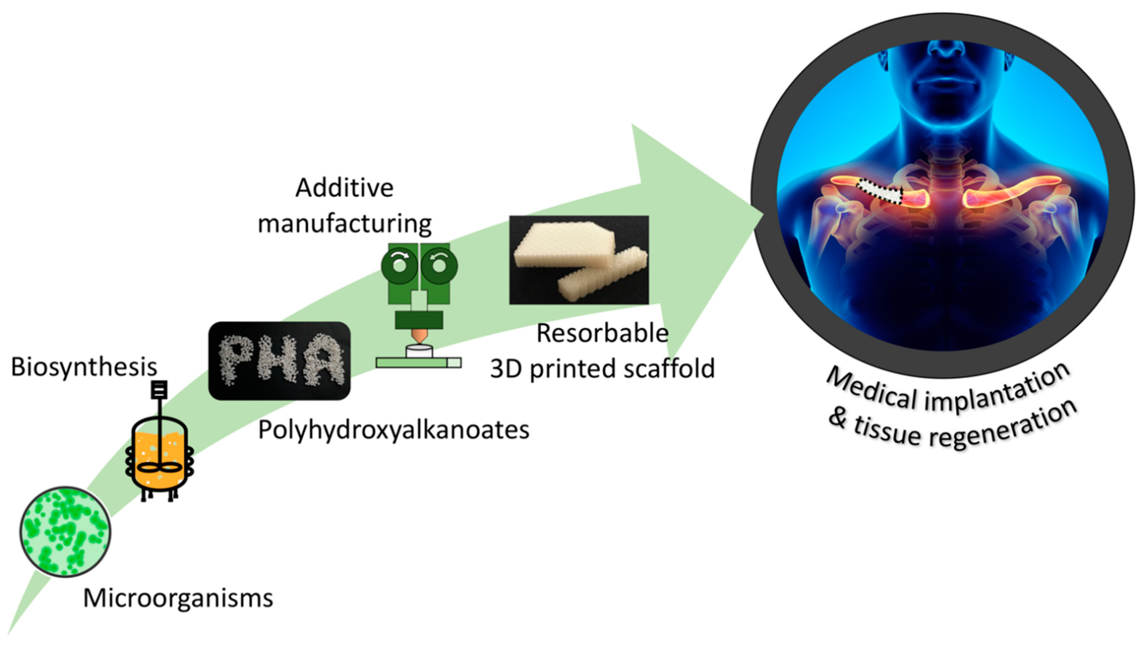 Bioengineering | Free Full-Text | Advantages of Additive Manufacturing for  Biomedical Applications of Polyhydroxyalkanoates