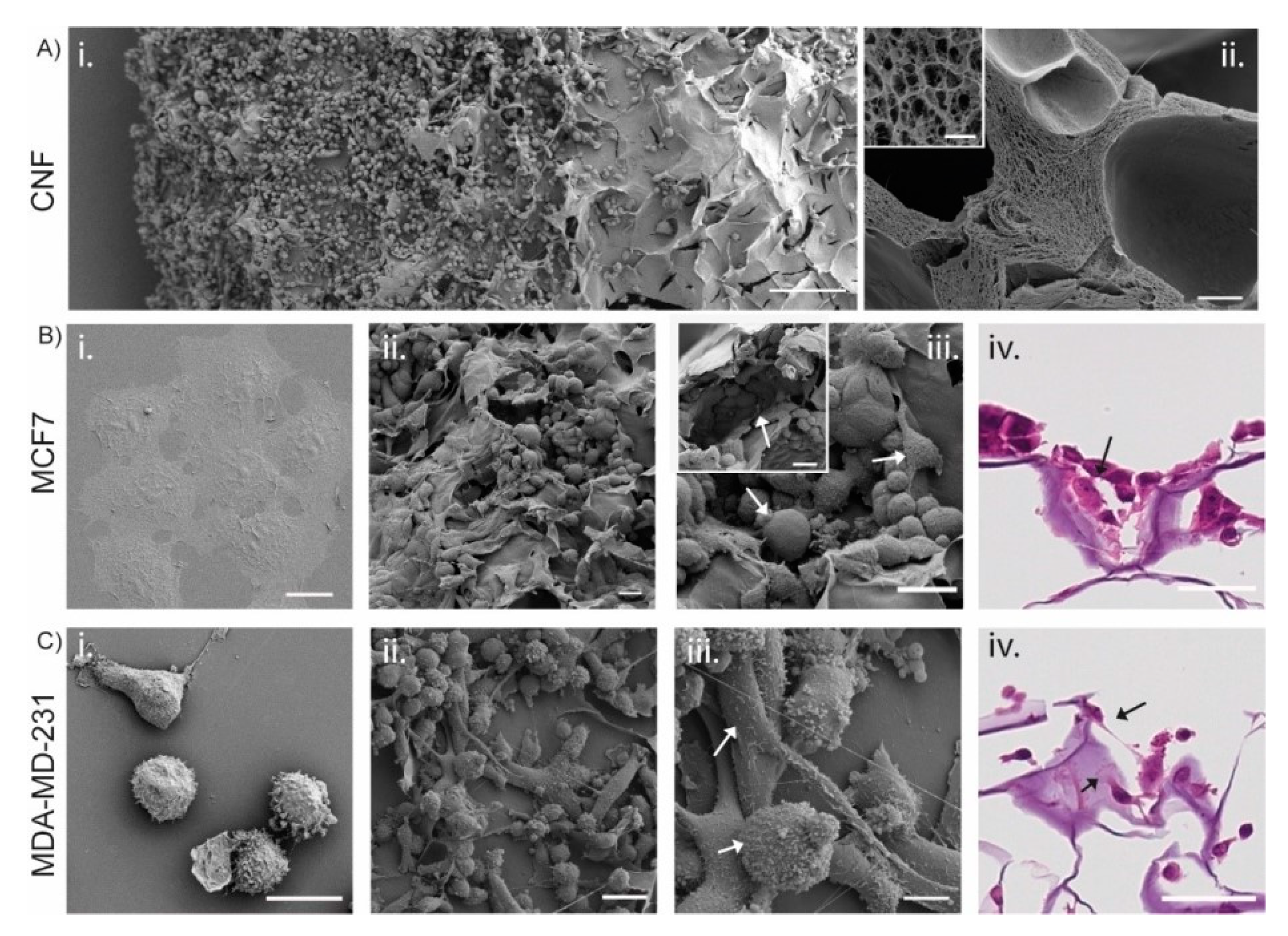 Bioengineering 08 00097 g004