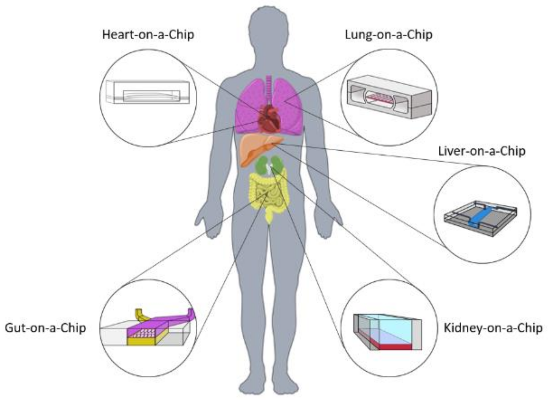 Bioengineering Free Full Text A Review Of Biomaterials And Scaffold Fabrication For Organ On A Chip Ooac Systems Html