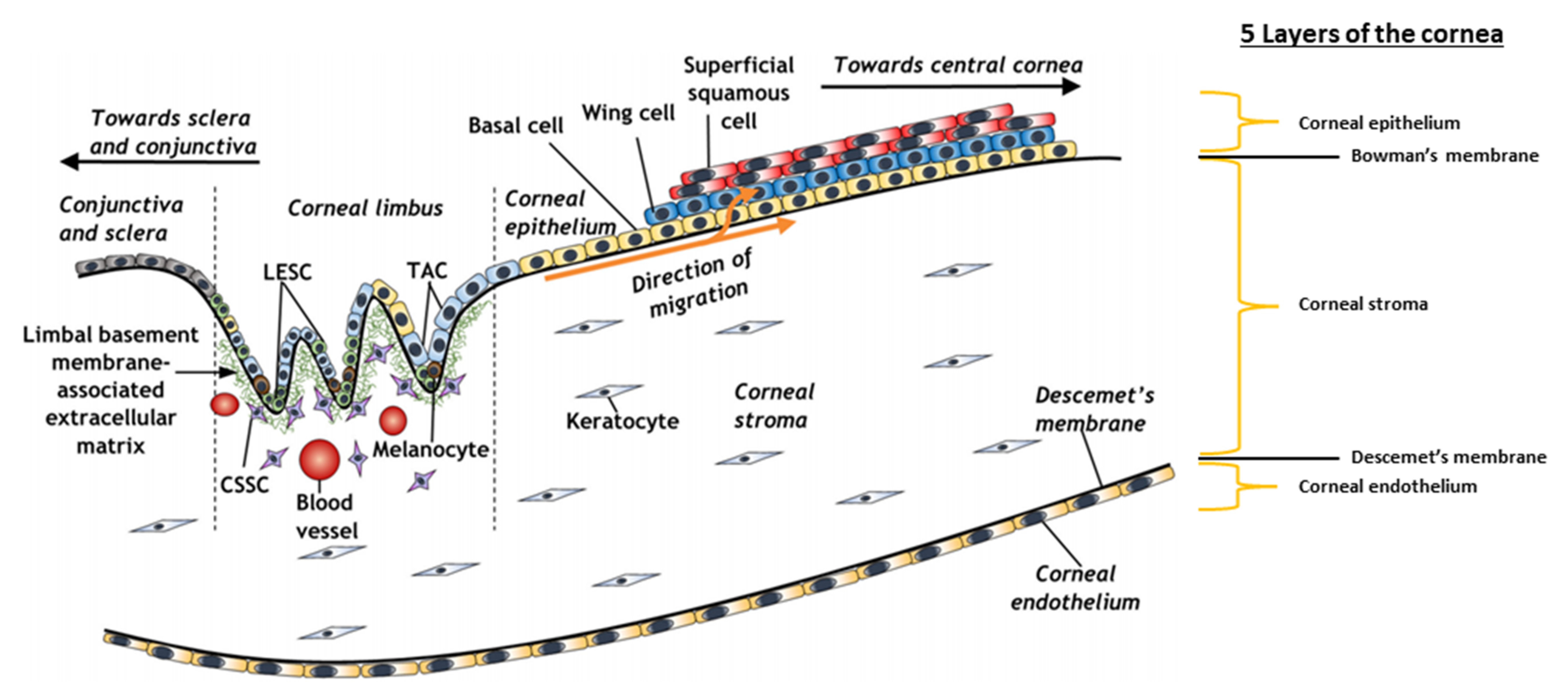 Bioengineering 08 00135 g003 Bioengineering 08 00135 g003