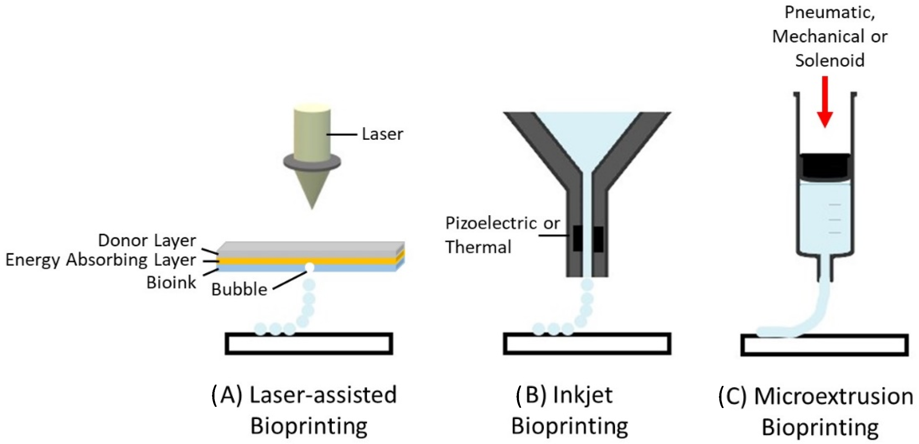 Bioengineering | Free Full-Text | Translational Application of 3D  Bioprinting for Cartilage Tissue Engineering | HTML
