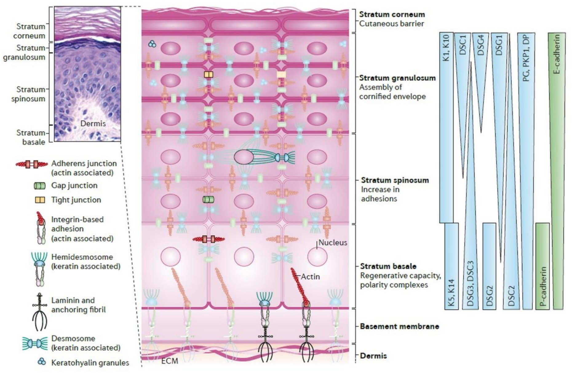 Bioengineering 08 00148 g002 Bioengineering 08 00148 g002