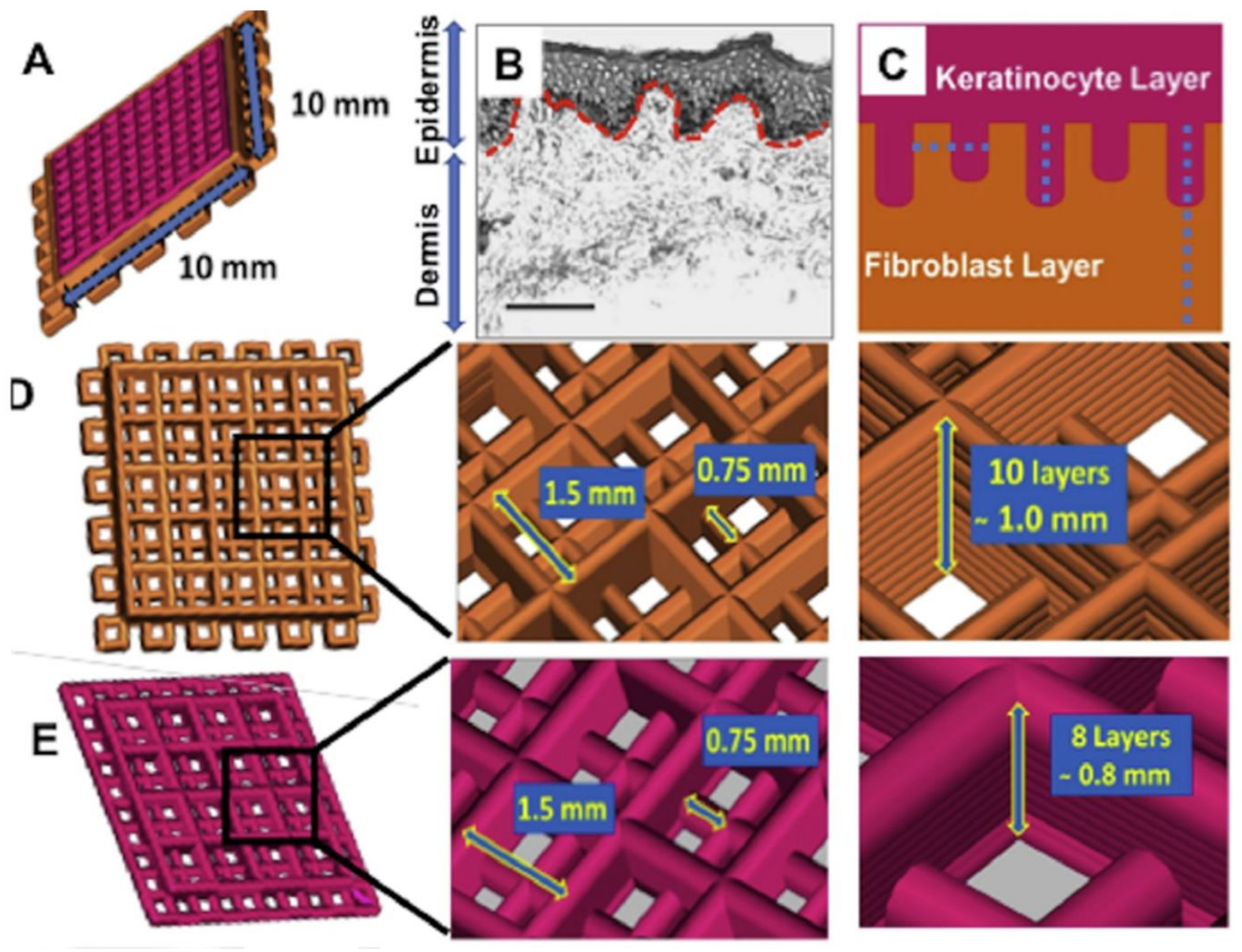Bioengineering 08 00148 g007 Bioengineering 08 00148 g007