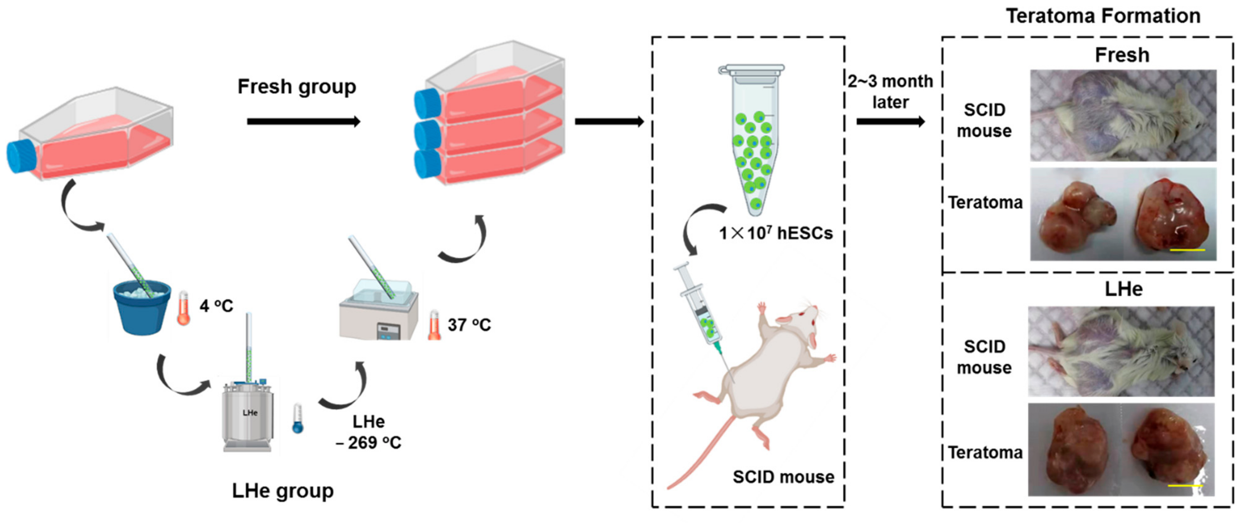 Bioengineering 08 00162 g008