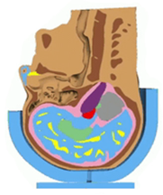 Bioengineering 08 00173 i003