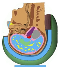 Bioengineering 08 00173 i004