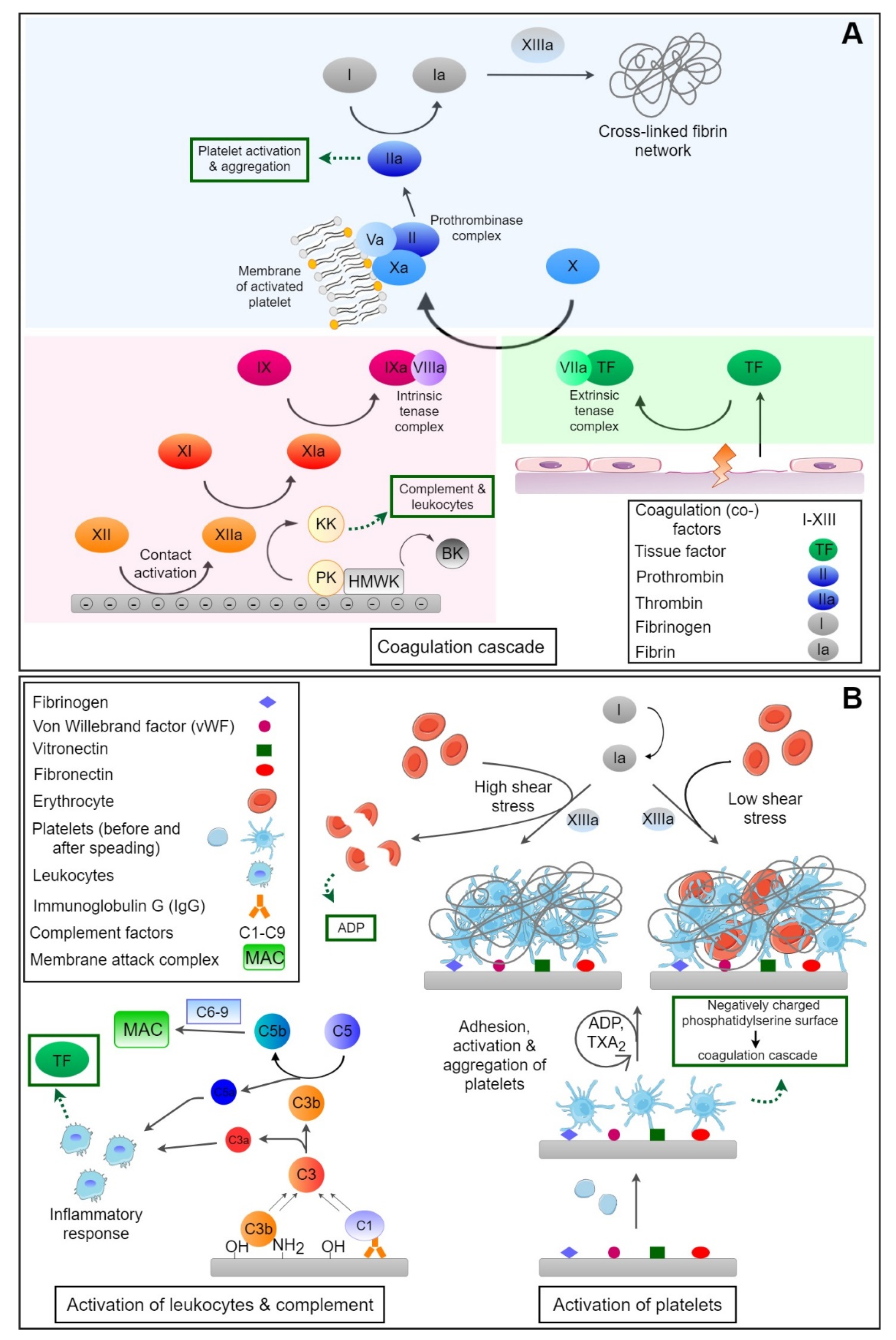 Bioengineering Free Full Text Control Of Blood Coagulation By Hemocompatible Material Surfaces Mdash A Review Html