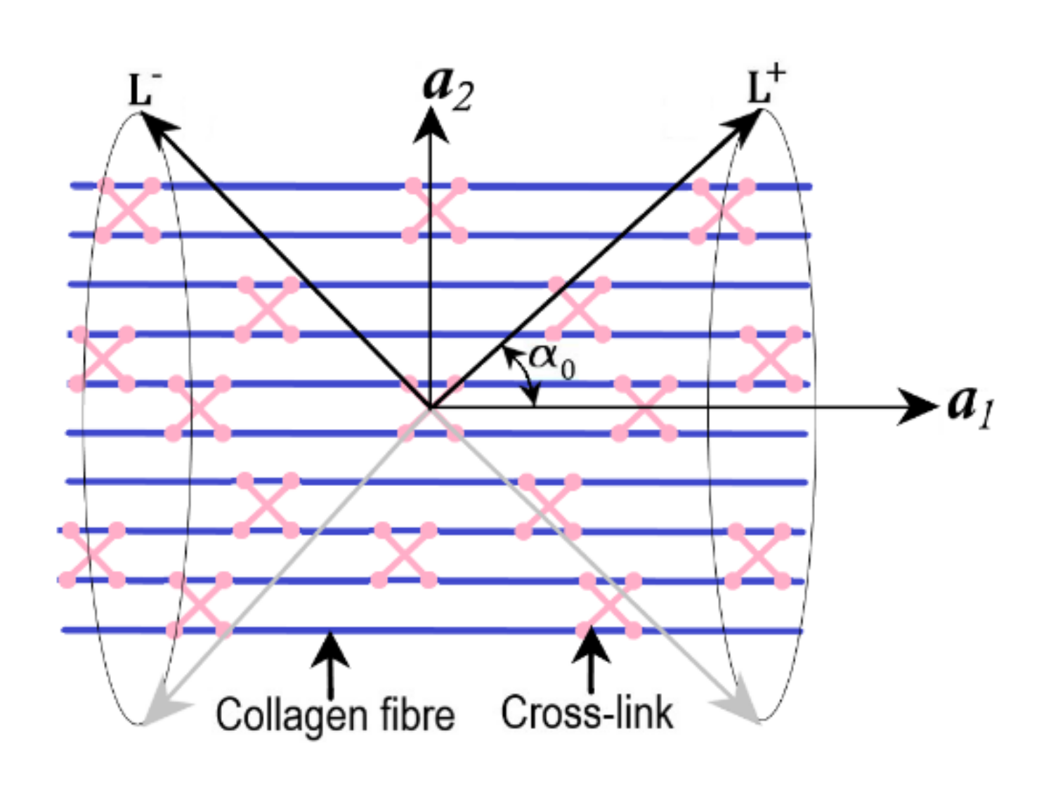Bioengineering 09 00026 g006 Bioengineering 09 00026 g006