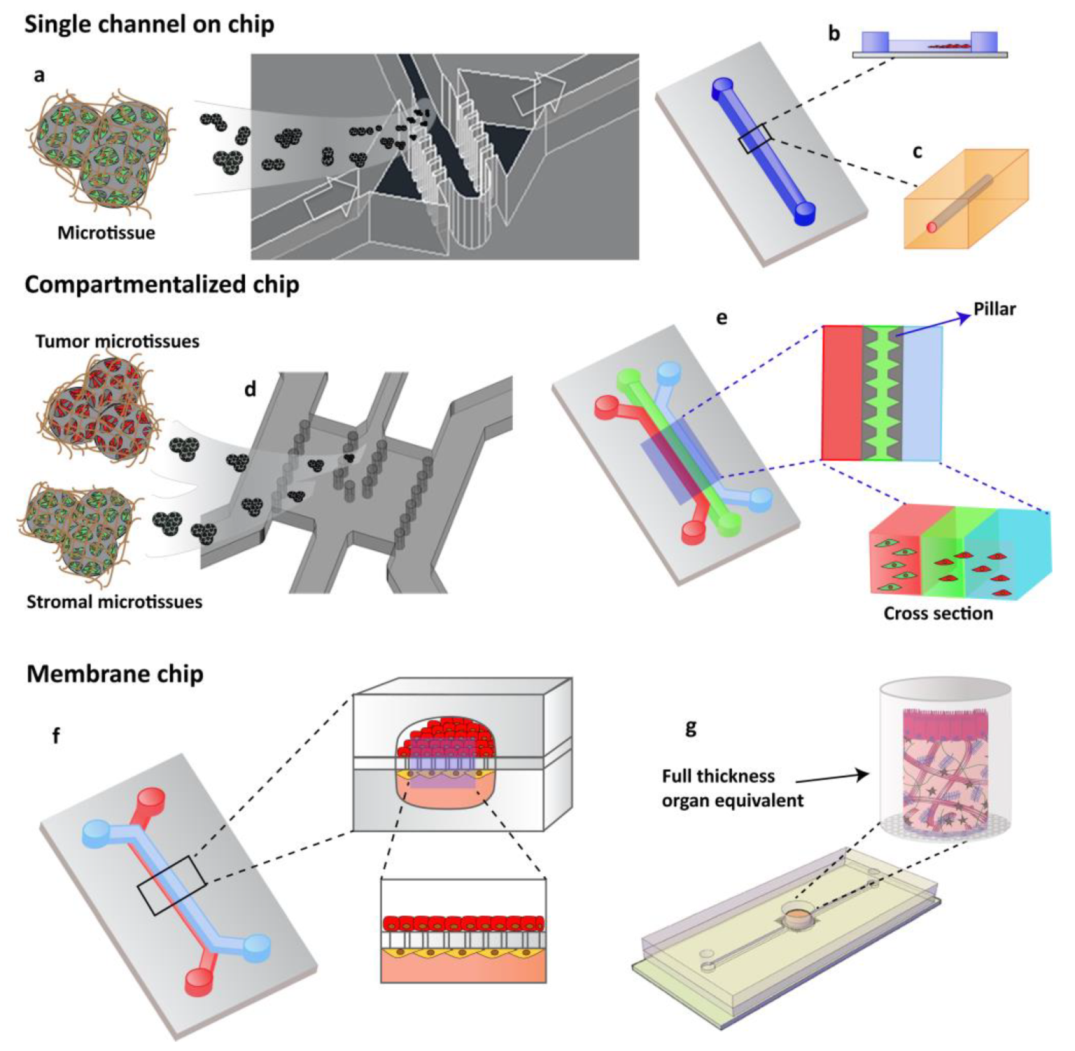 Frontiers  Engineering Breast Cancer On-chip—Moving Toward