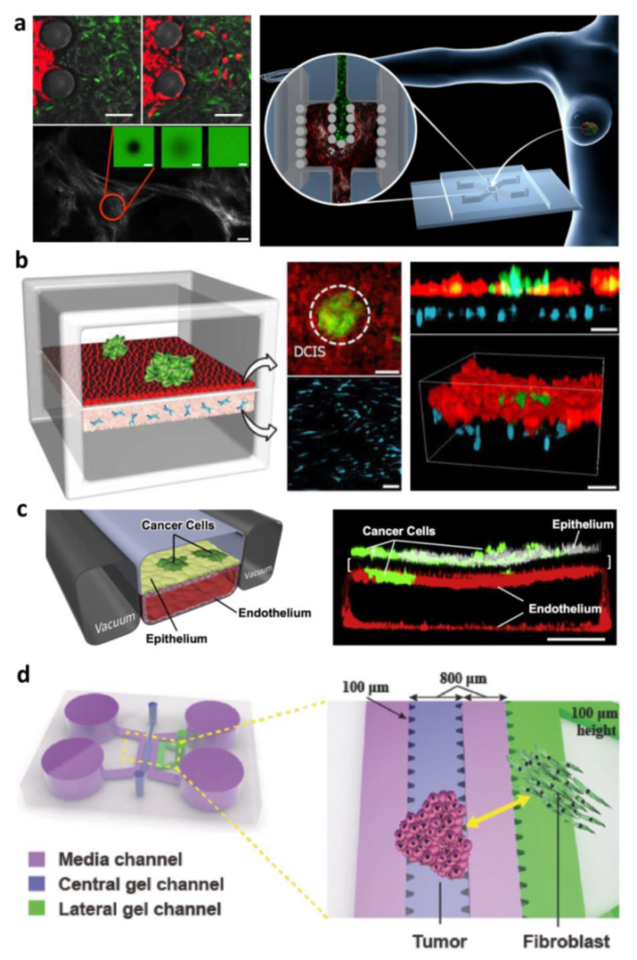 Bioengineering 09 00028 g003