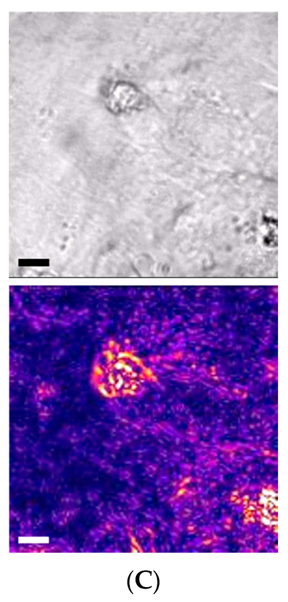 Bioengineering 09 00032 g004b