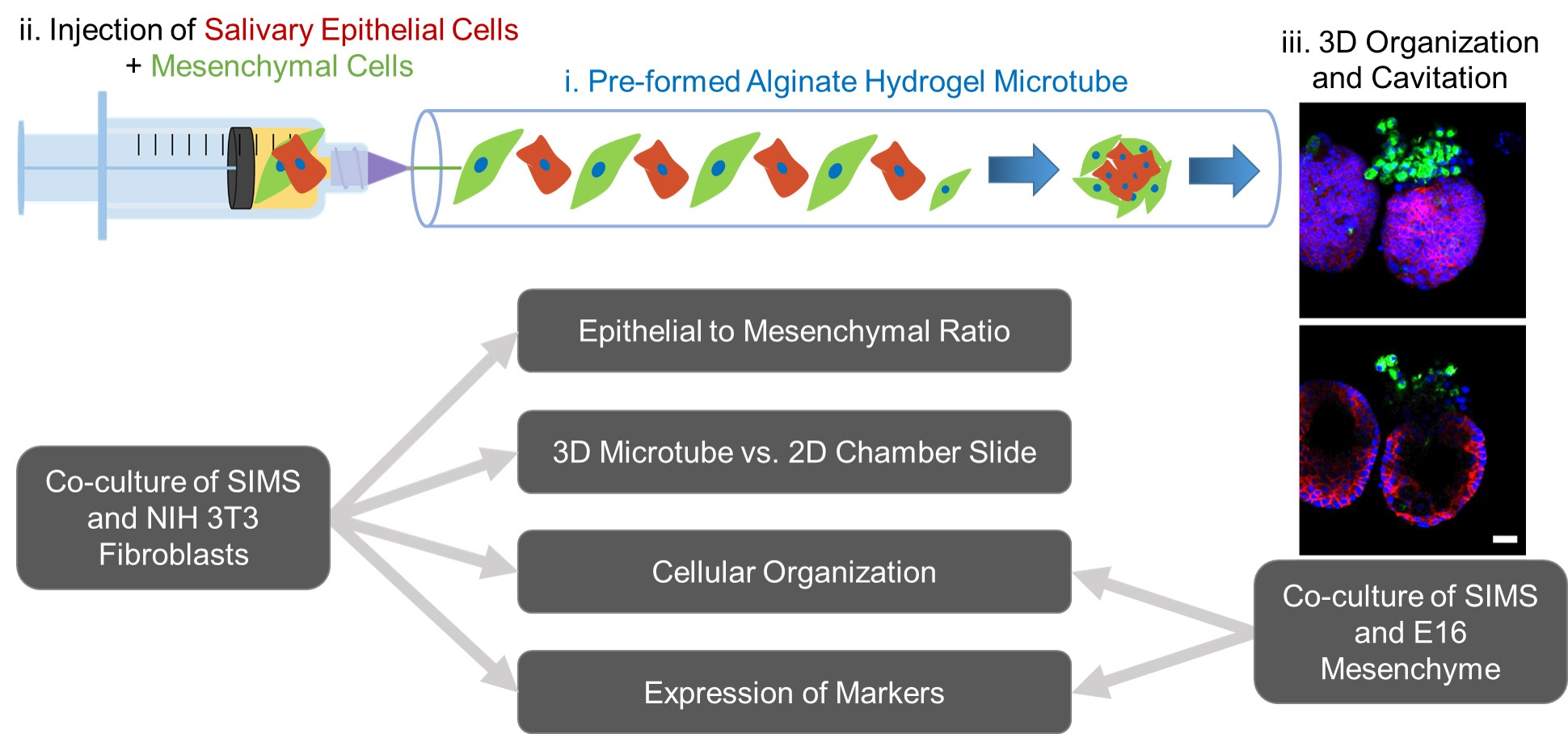 www.mdpi.com/bioengineering/bioengineering-09-0003...