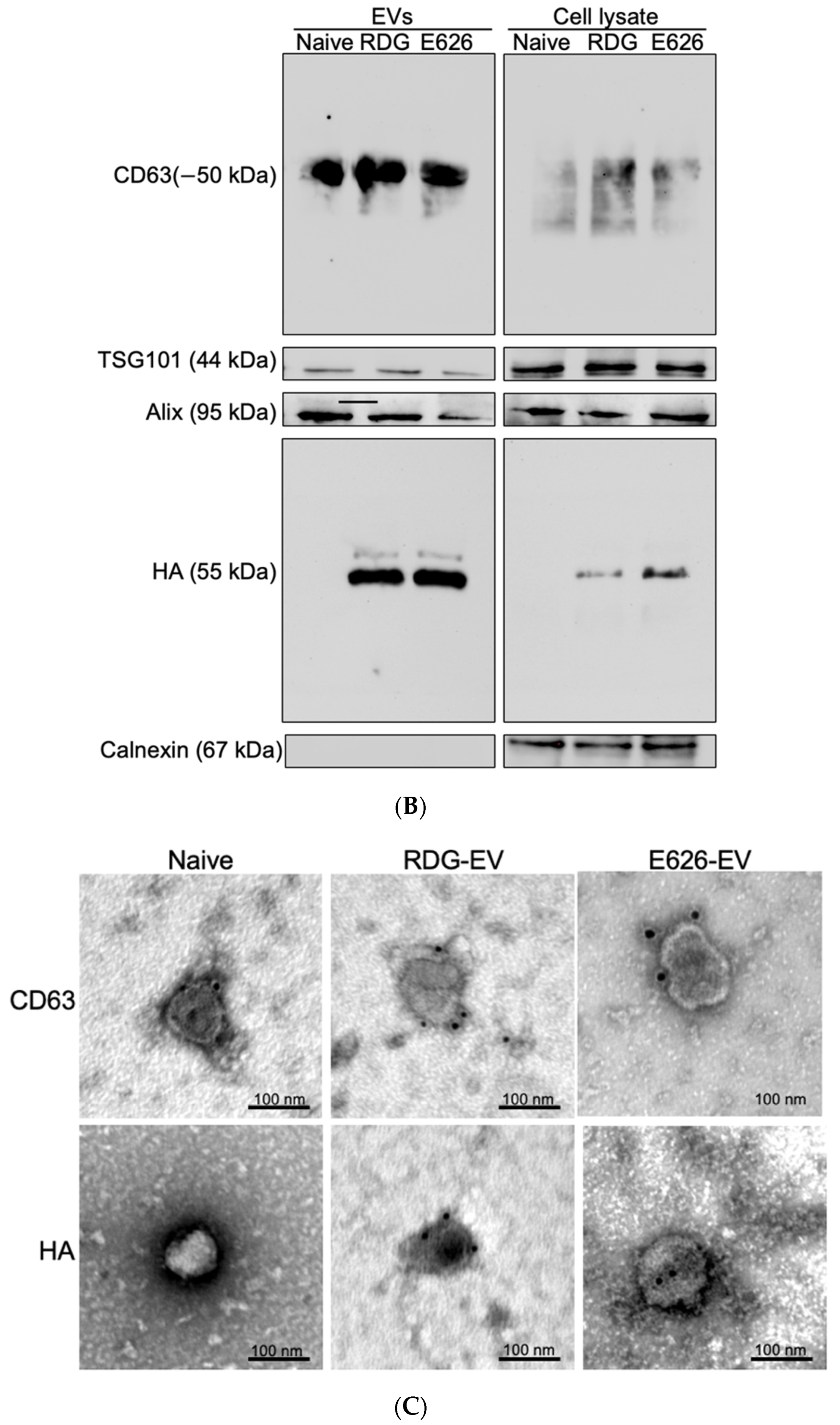 Bioengineering 09 00056 g002b