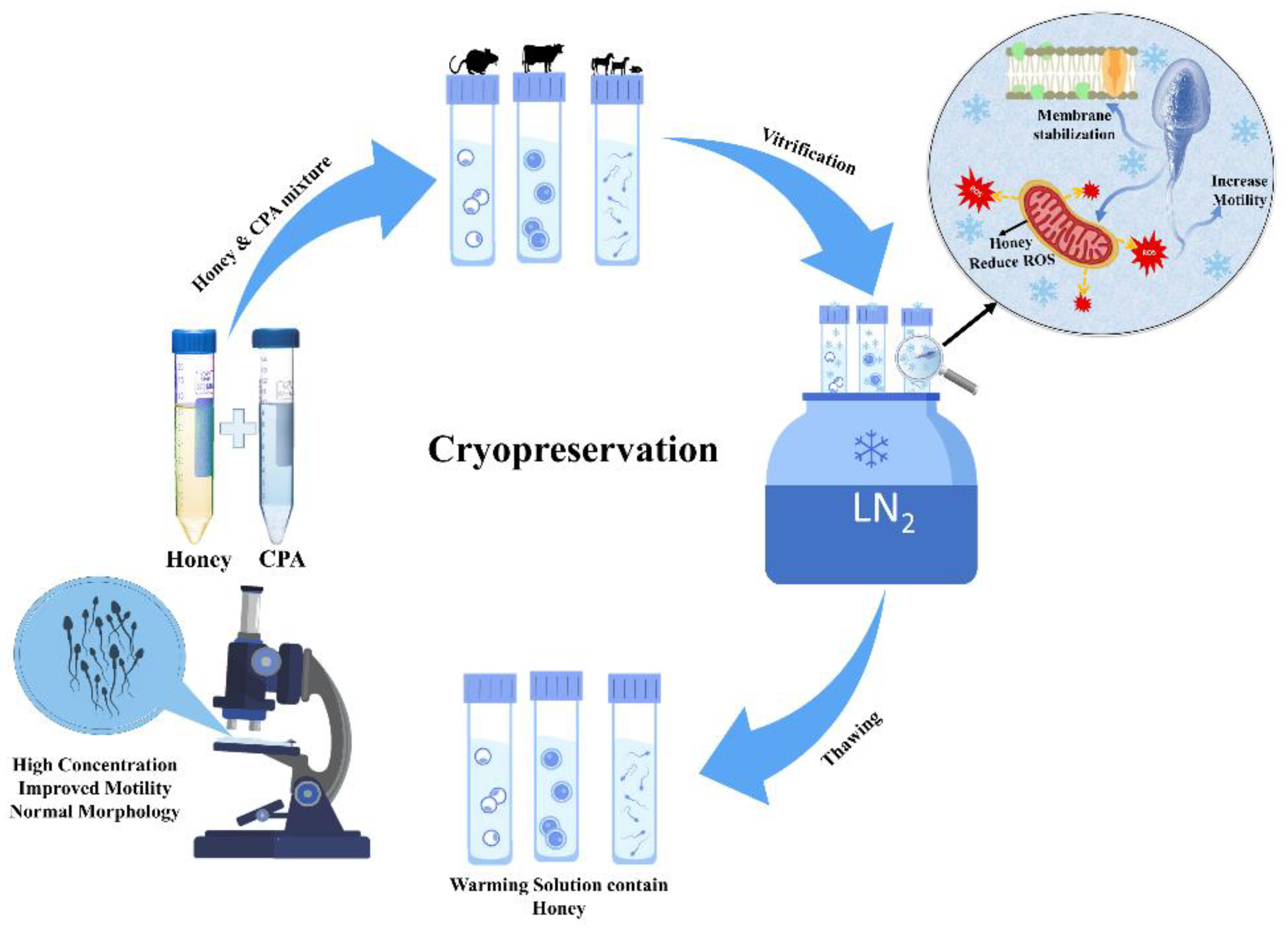 Bioengineering Free Full Text The Natural Cryoprotectant Honey For Fertility Cryopreservation 4619