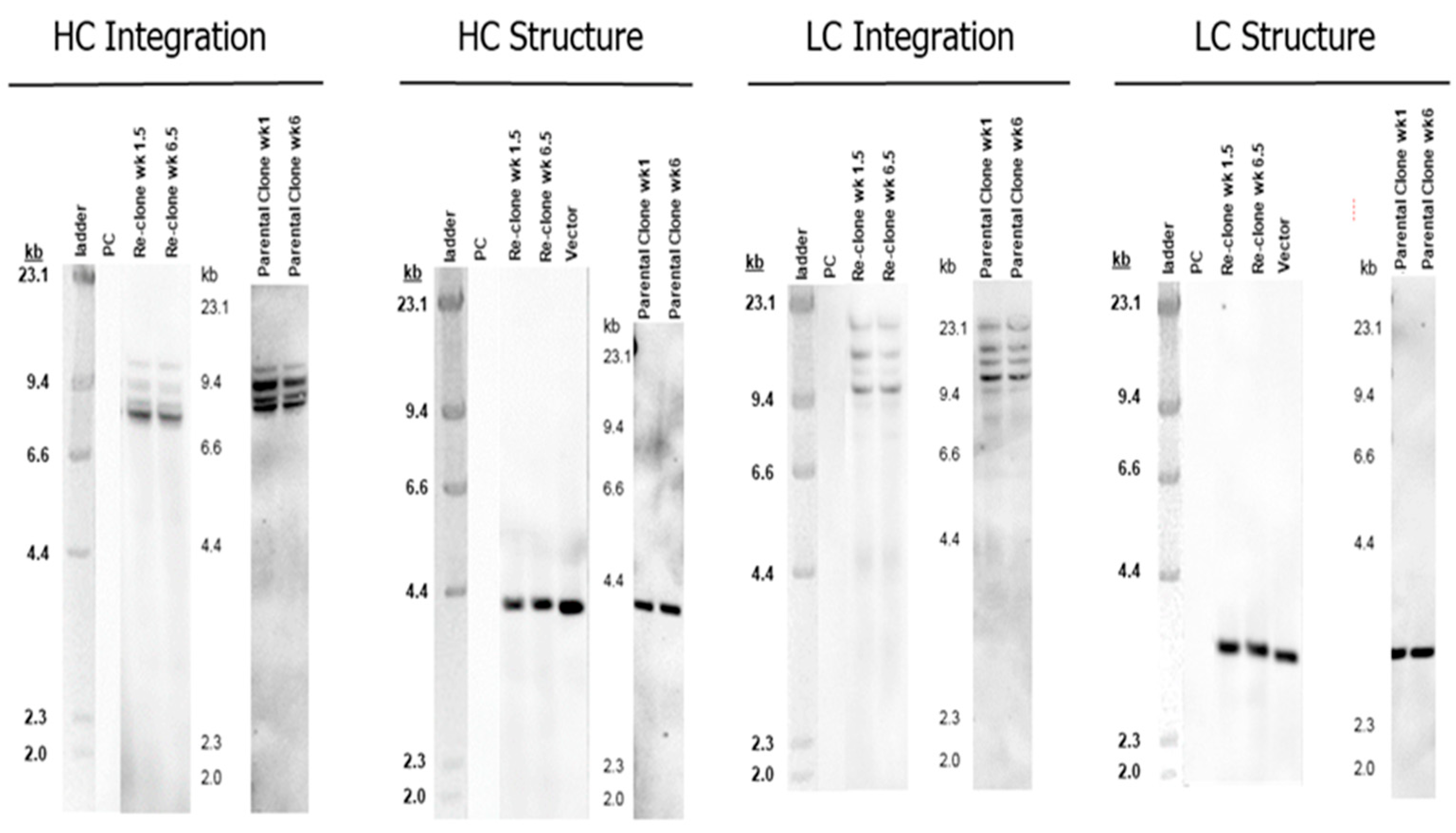 Bioengineering 09 00173 g001