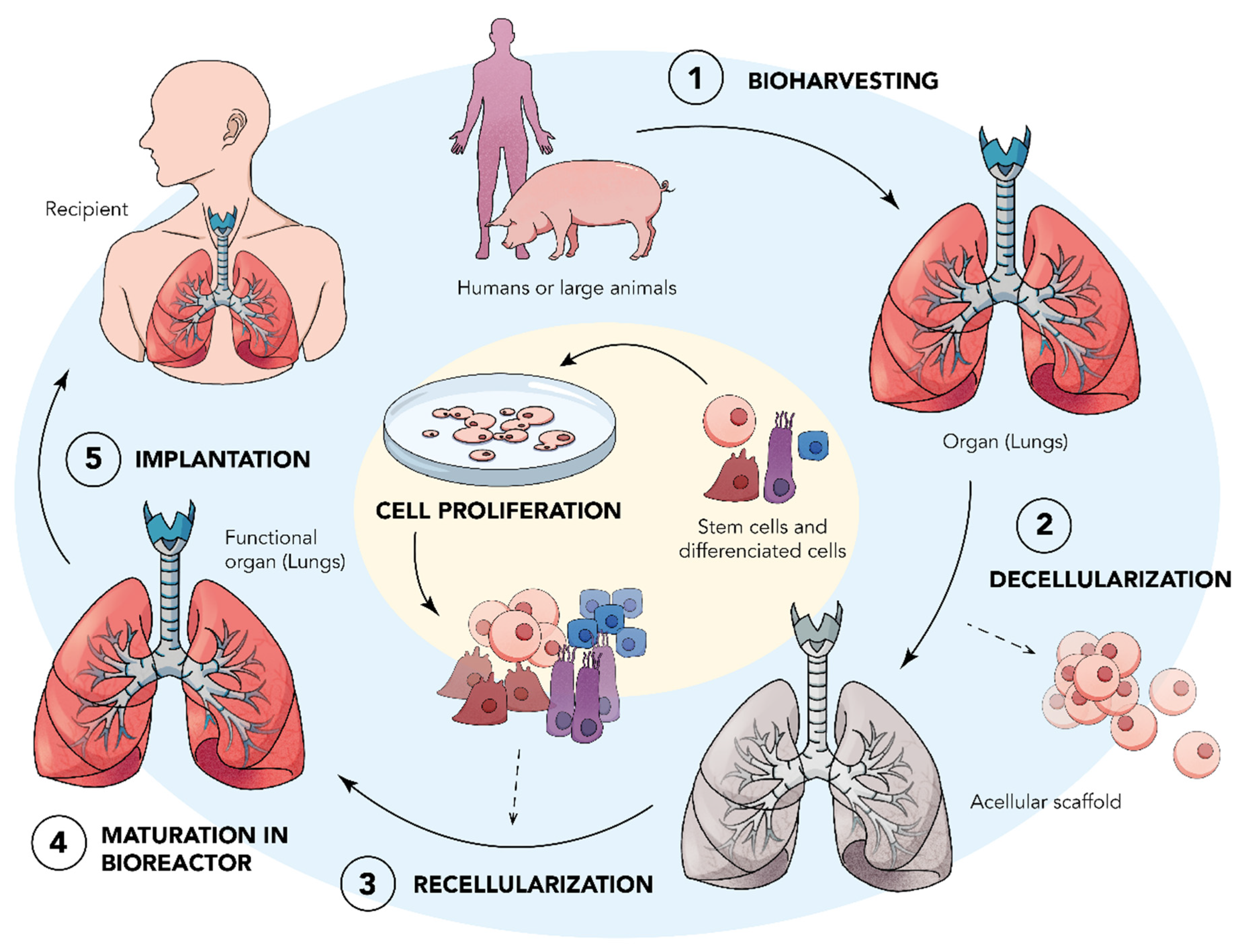 Bioengineering 09 00195 g001 Bioengineering 09 00195 g001