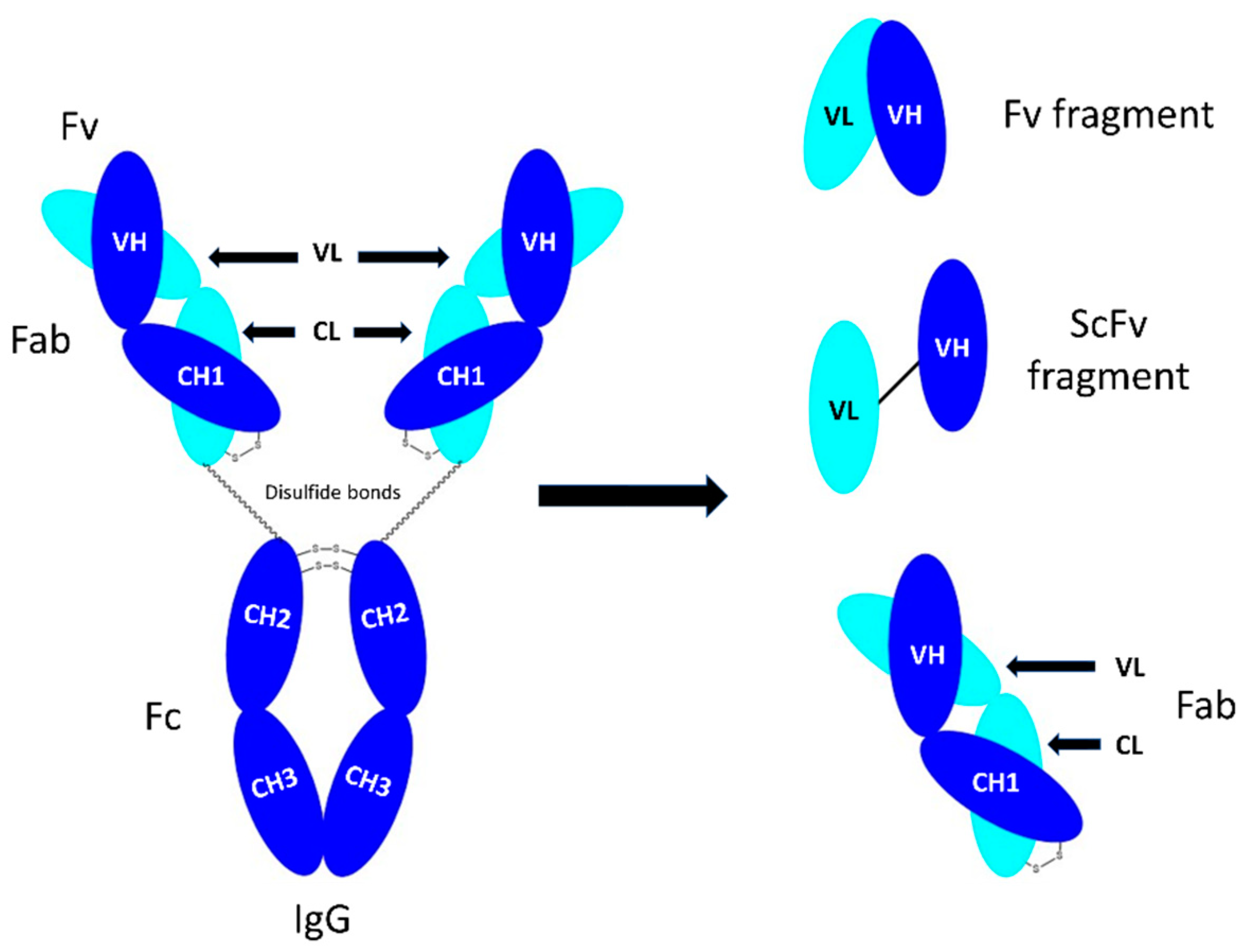 IgG binding assays using a purified IgG and b human serum. F, feed