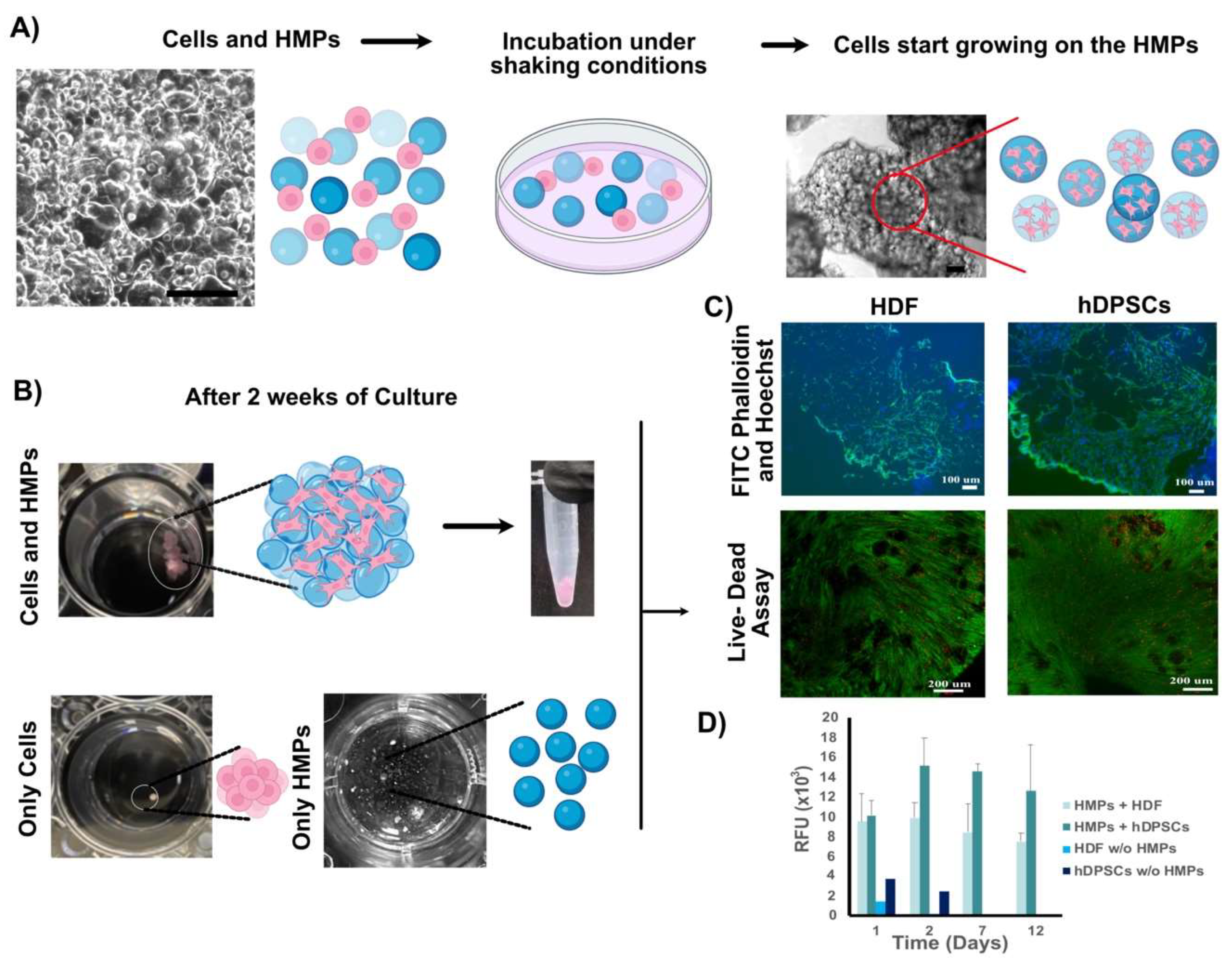 Bioengineering 09 00215 g003