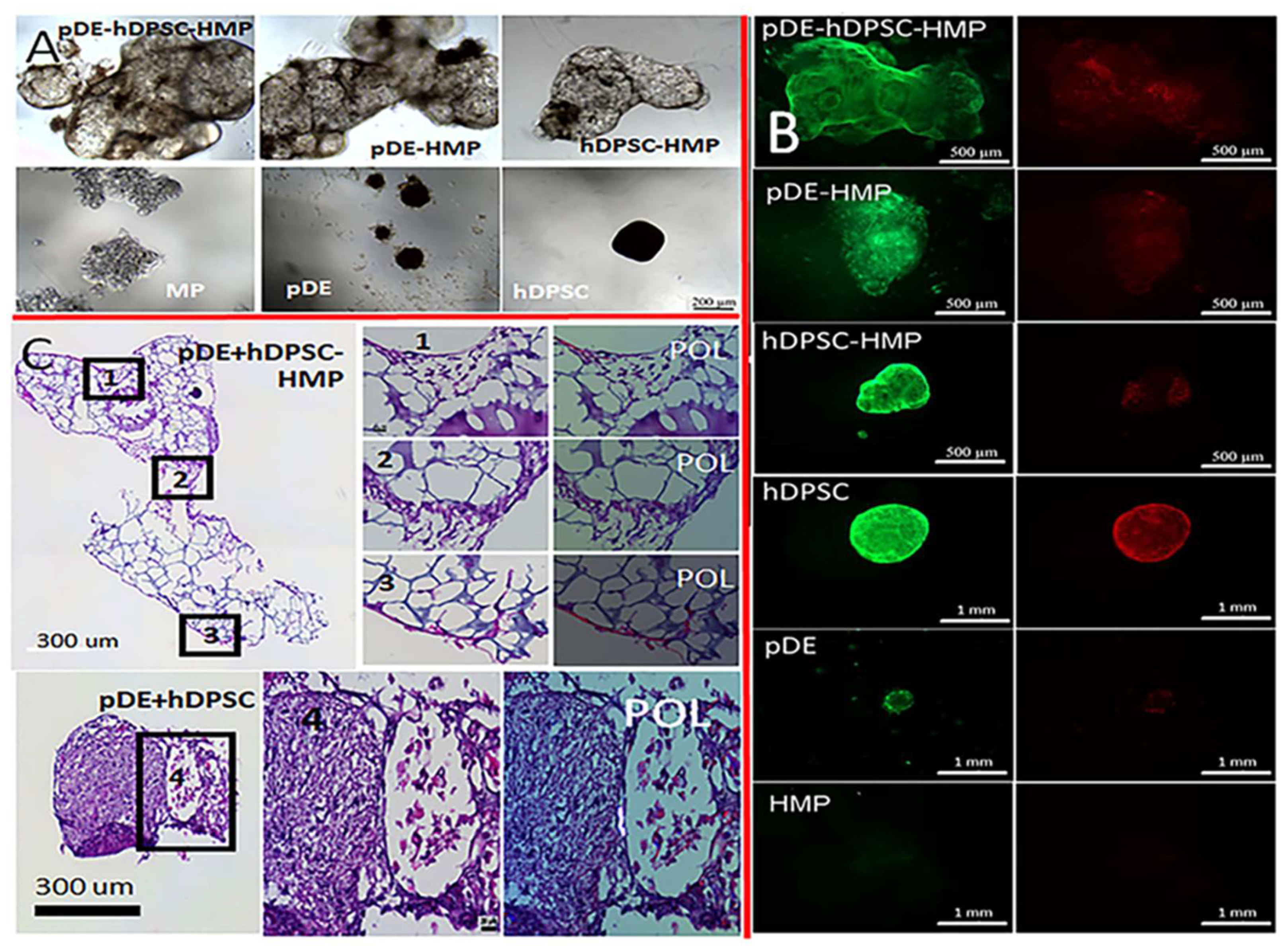 Bioengineering 09 00215 g004