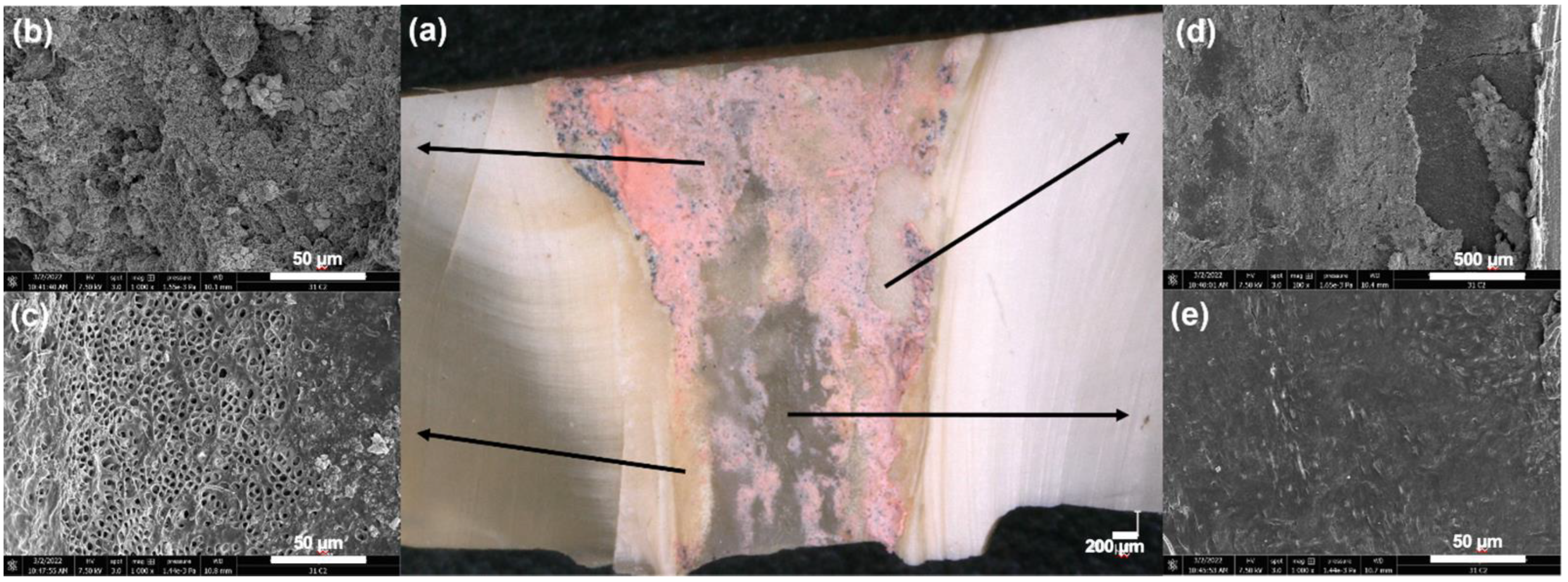 Bioengineering 09 00260 g003 Bioengineering 09 00260 g003