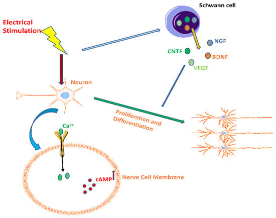 https://www.mdpi.com/bioengineering/bioengineering-09-00292/article_deploy/html/images/bioengineering-09-00292-g001-550.jpg