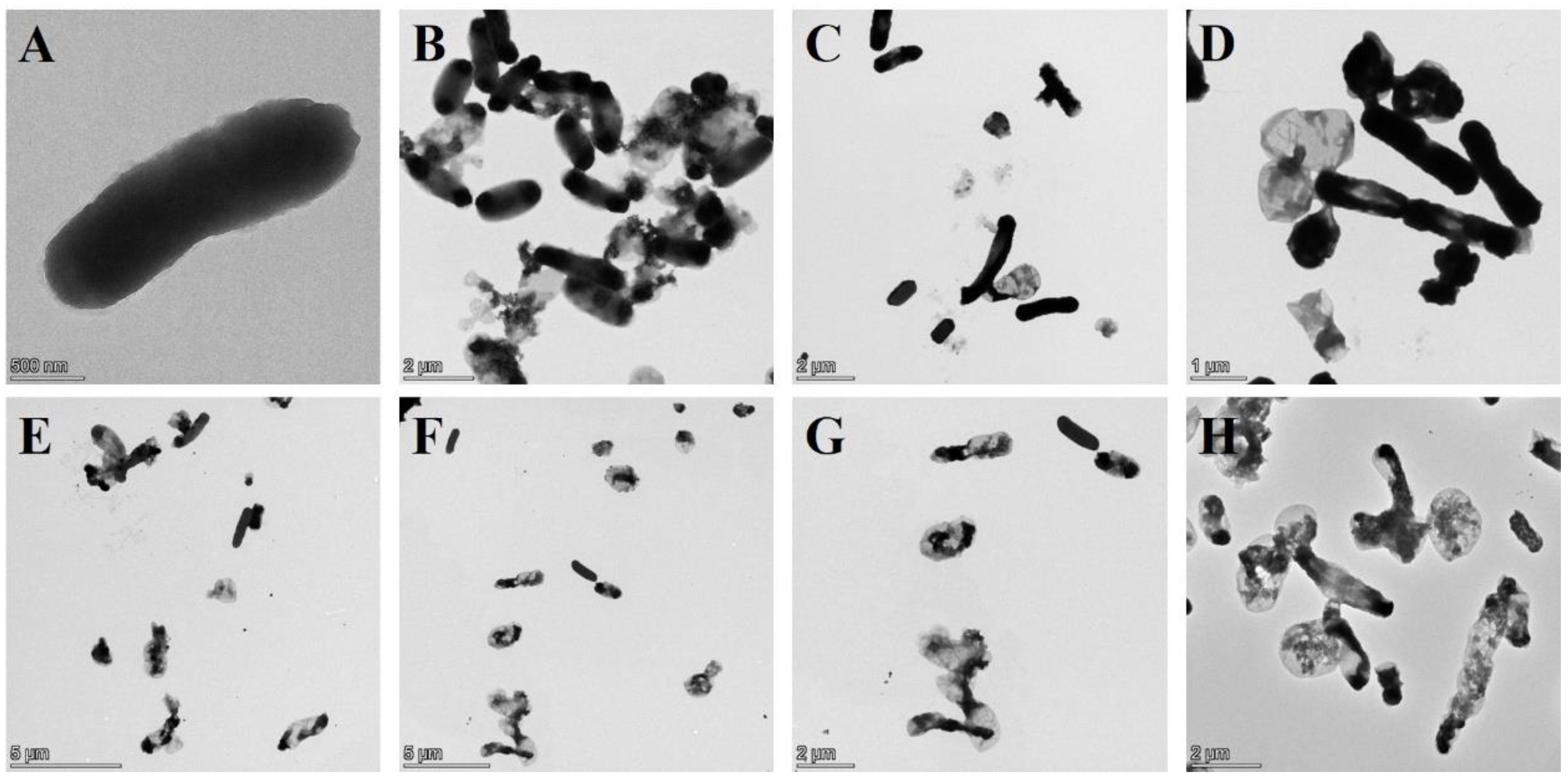 Bioengineering 09 00300 g004a Bioengineering 09 00300 g004a
