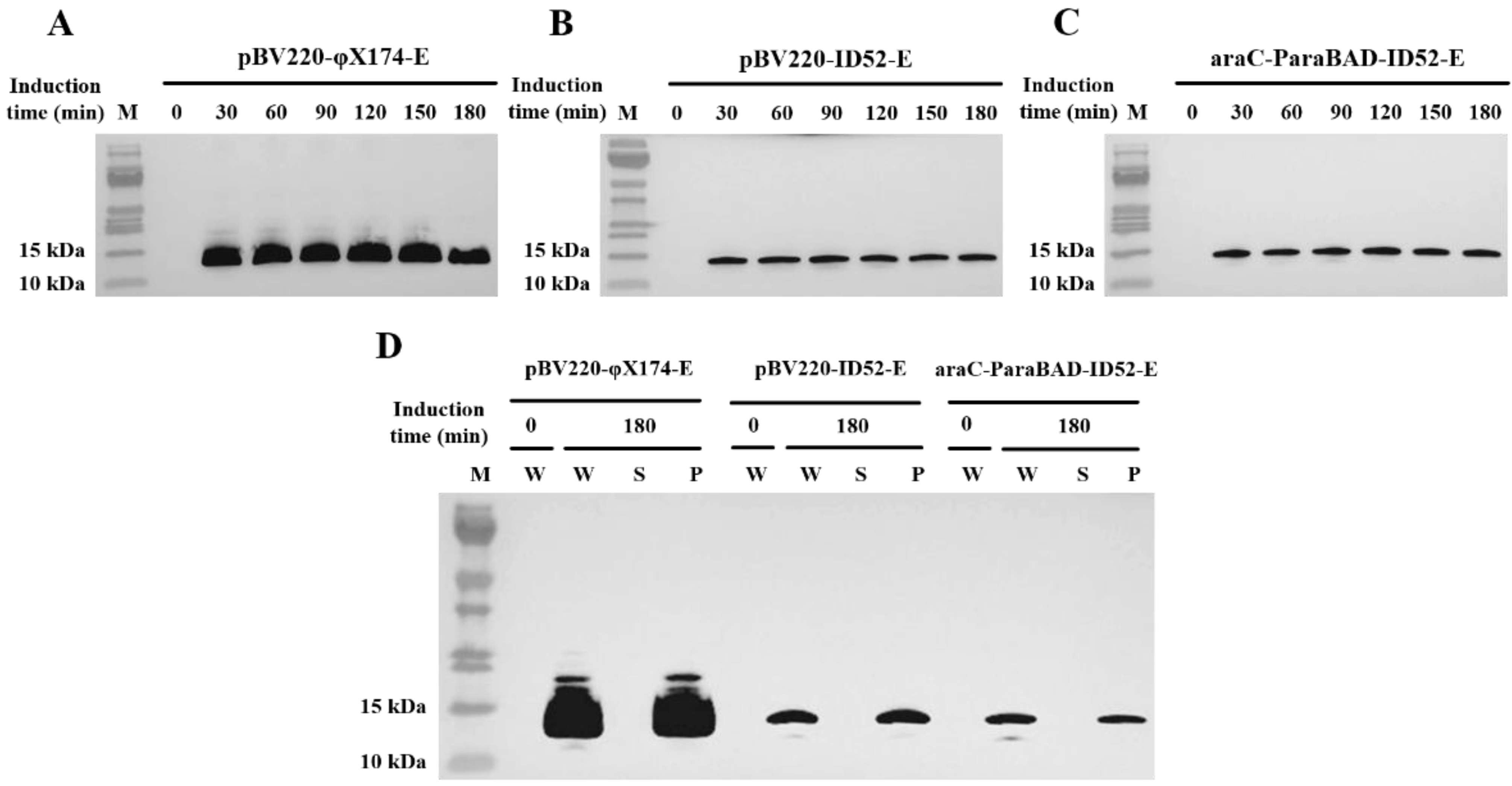 Bioengineering 09 00300 g005 Bioengineering 09 00300 g005