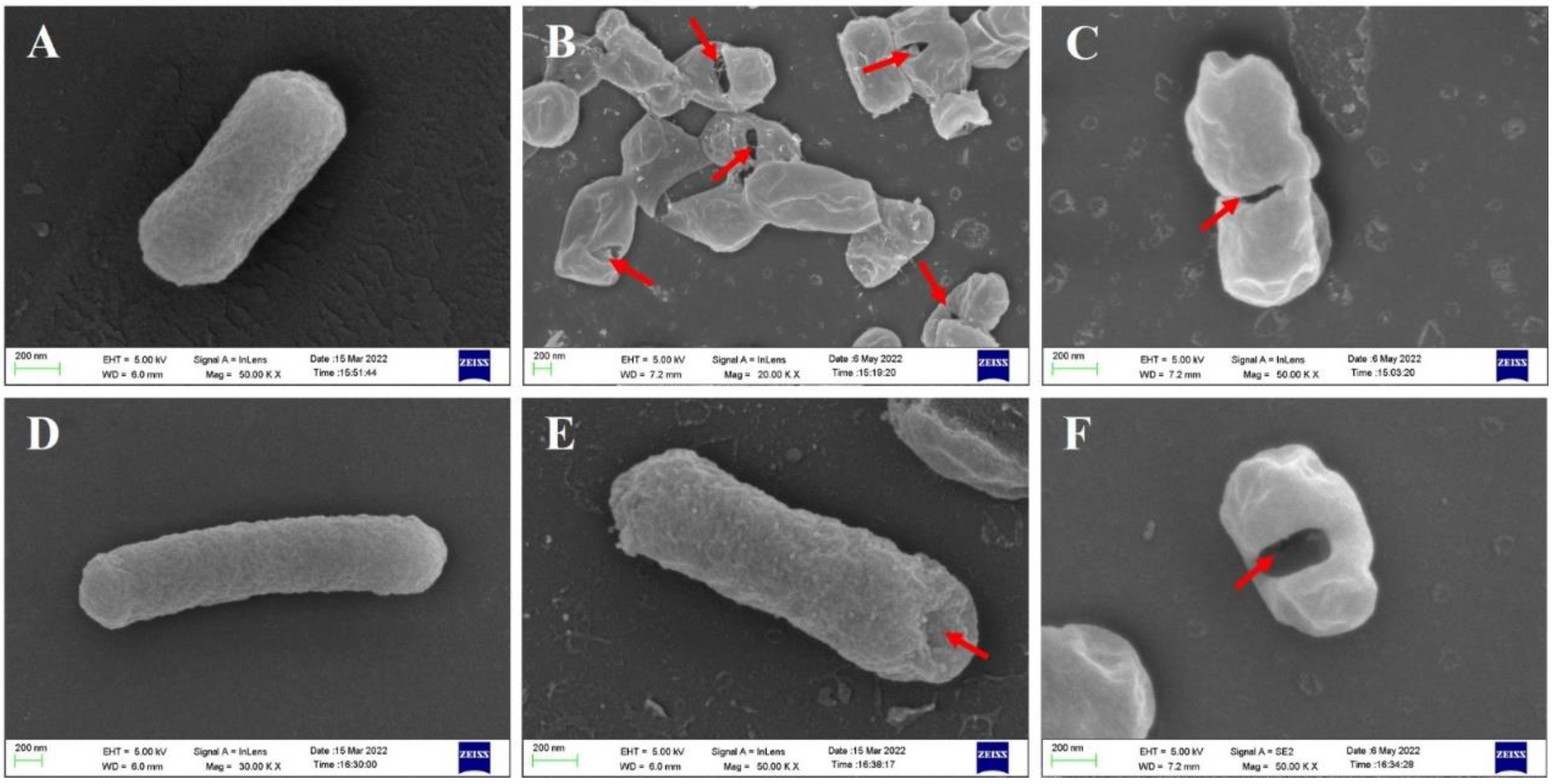 Bioengineering 09 00300 g009 Bioengineering 09 00300 g009