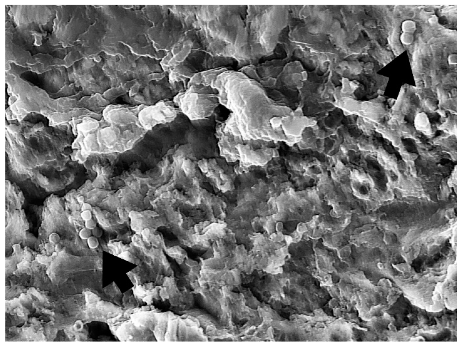 Bioengineering 09 00308 g009 Bioengineering 09 00308 g009